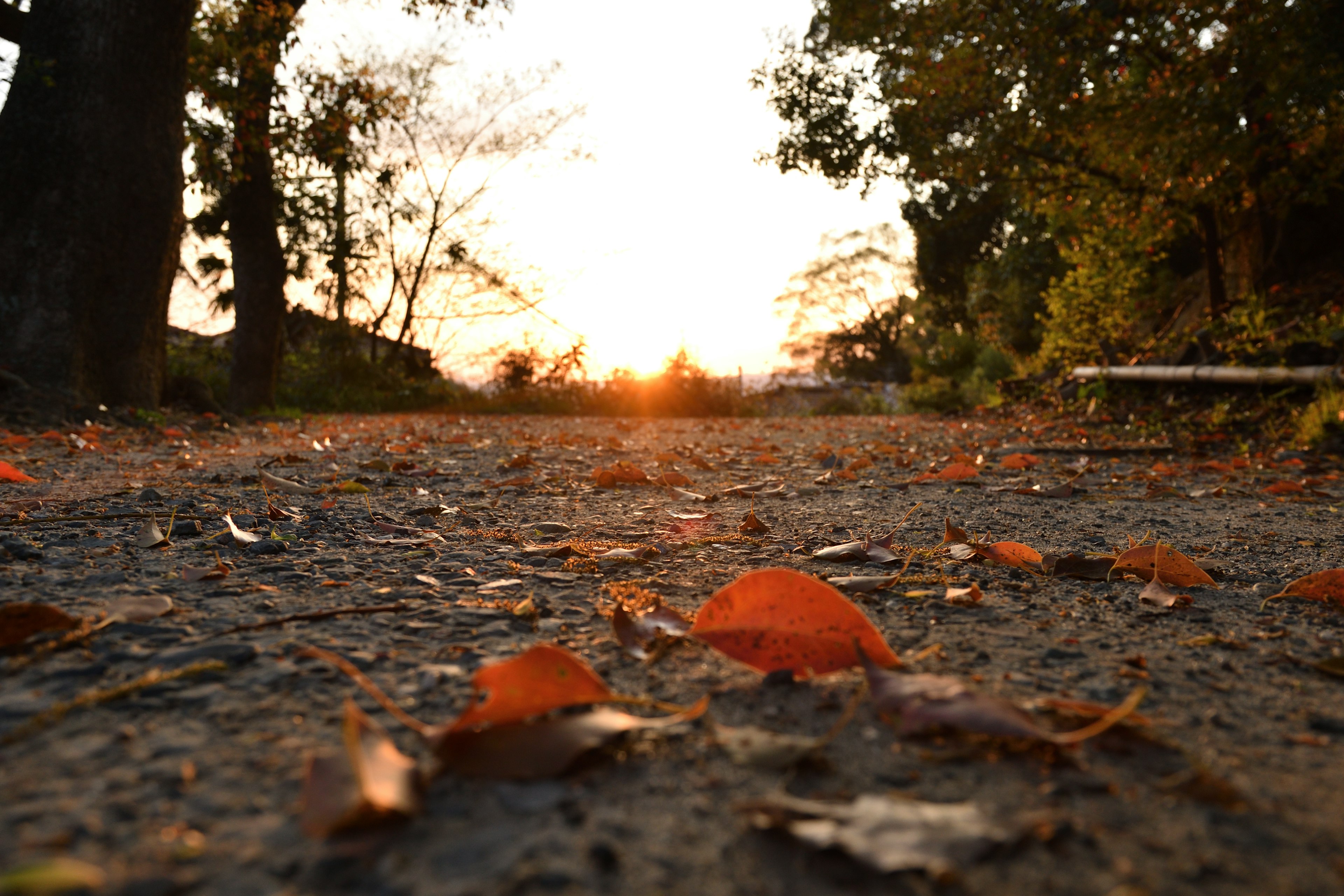 Camino cubierto de hojas de otoño al atardecer