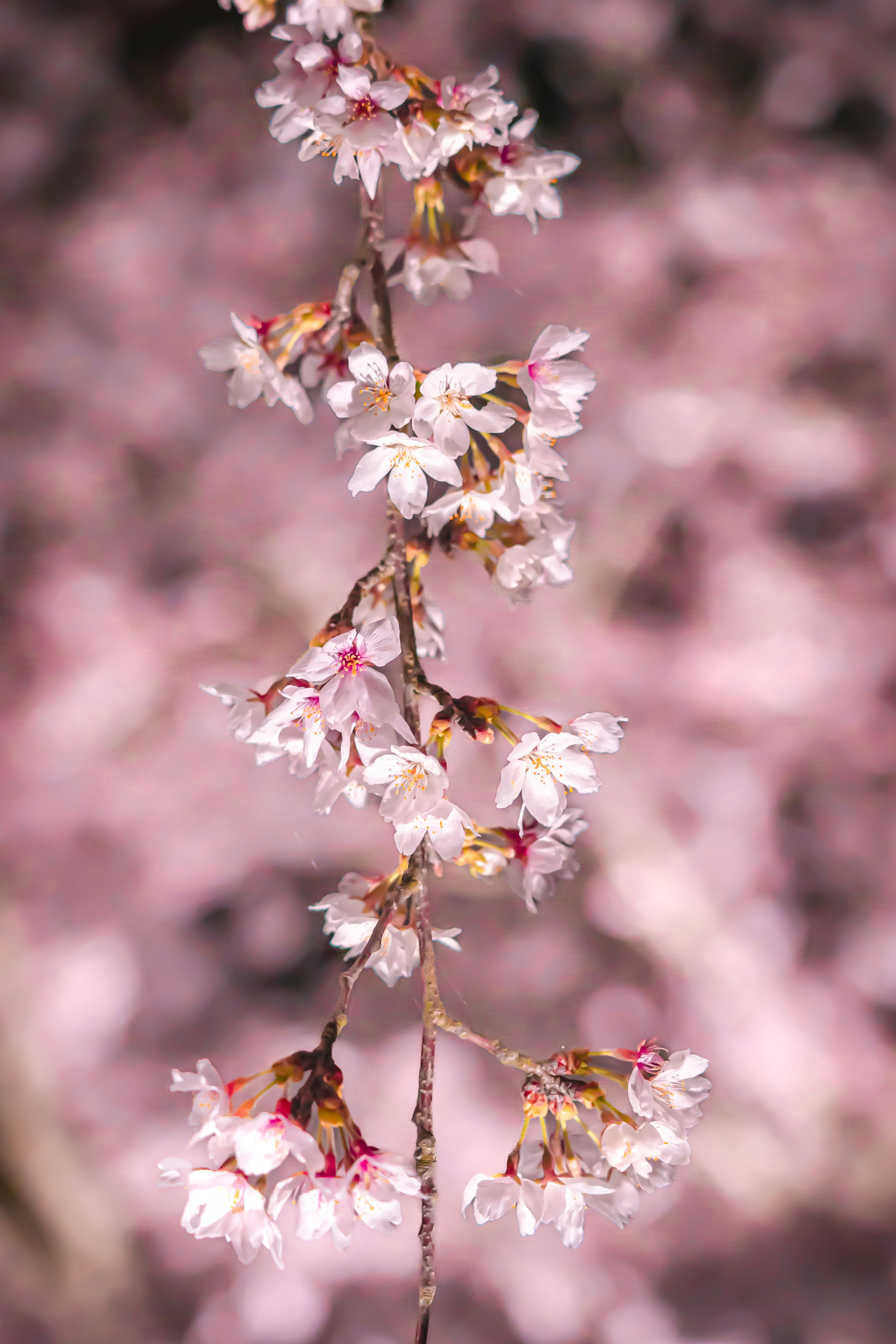 桜の花が咲いている枝のクローズアップ背景はピンク