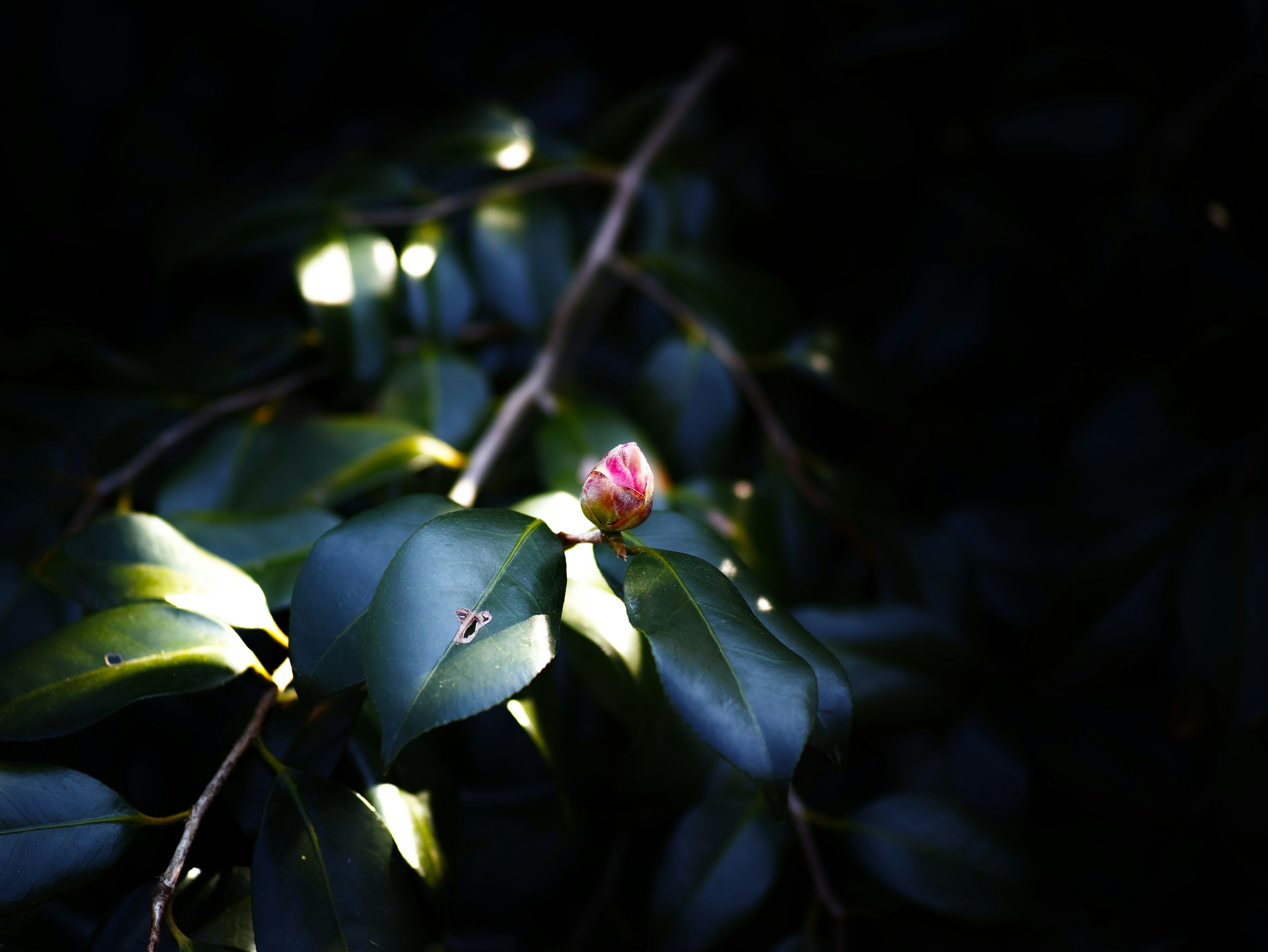 Green leaves with a bud illuminated by soft light against a dark background