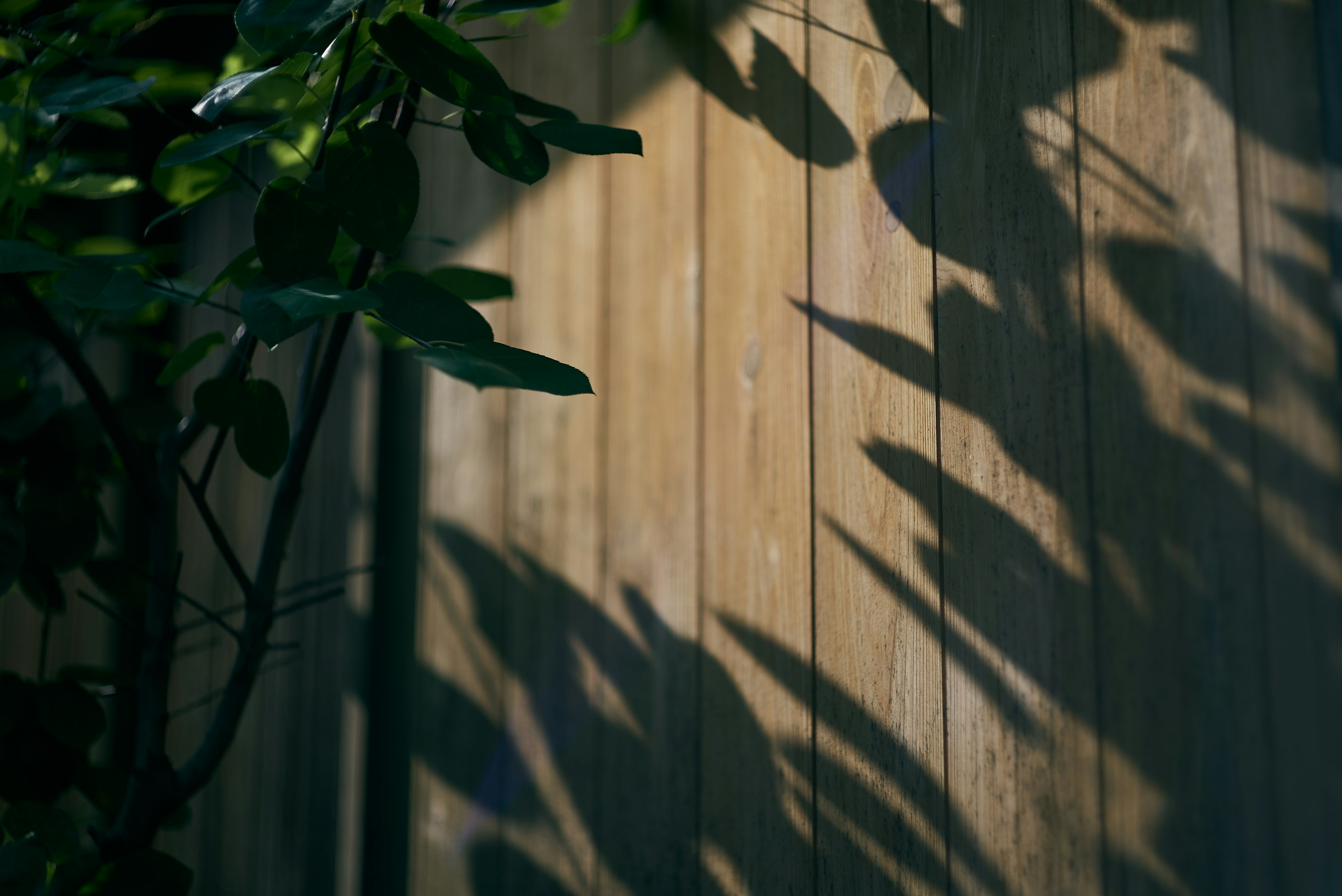 Sombras de hojas proyectadas en una pared de madera