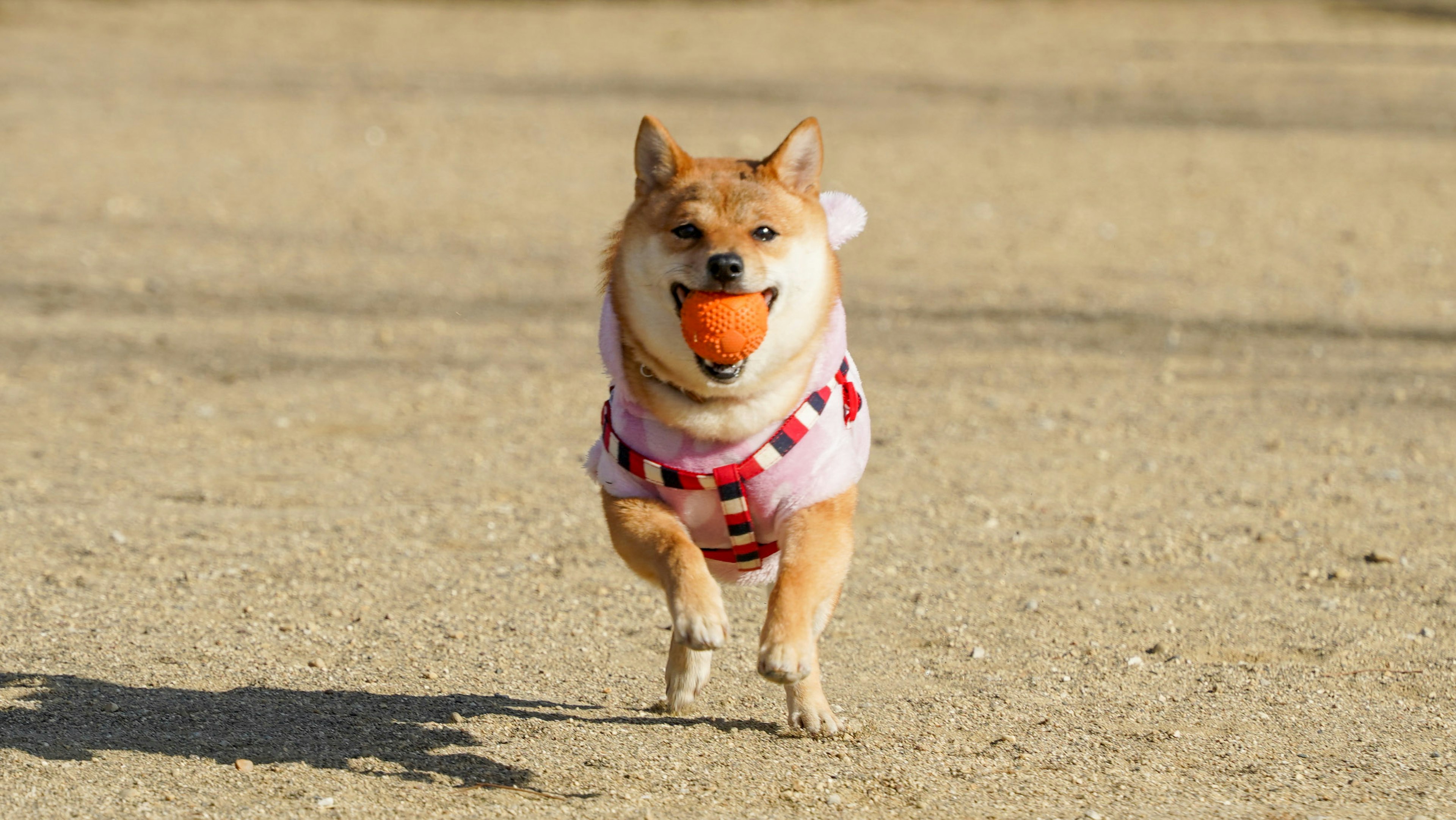 オレンジのボールをくわえた柴犬が走っている