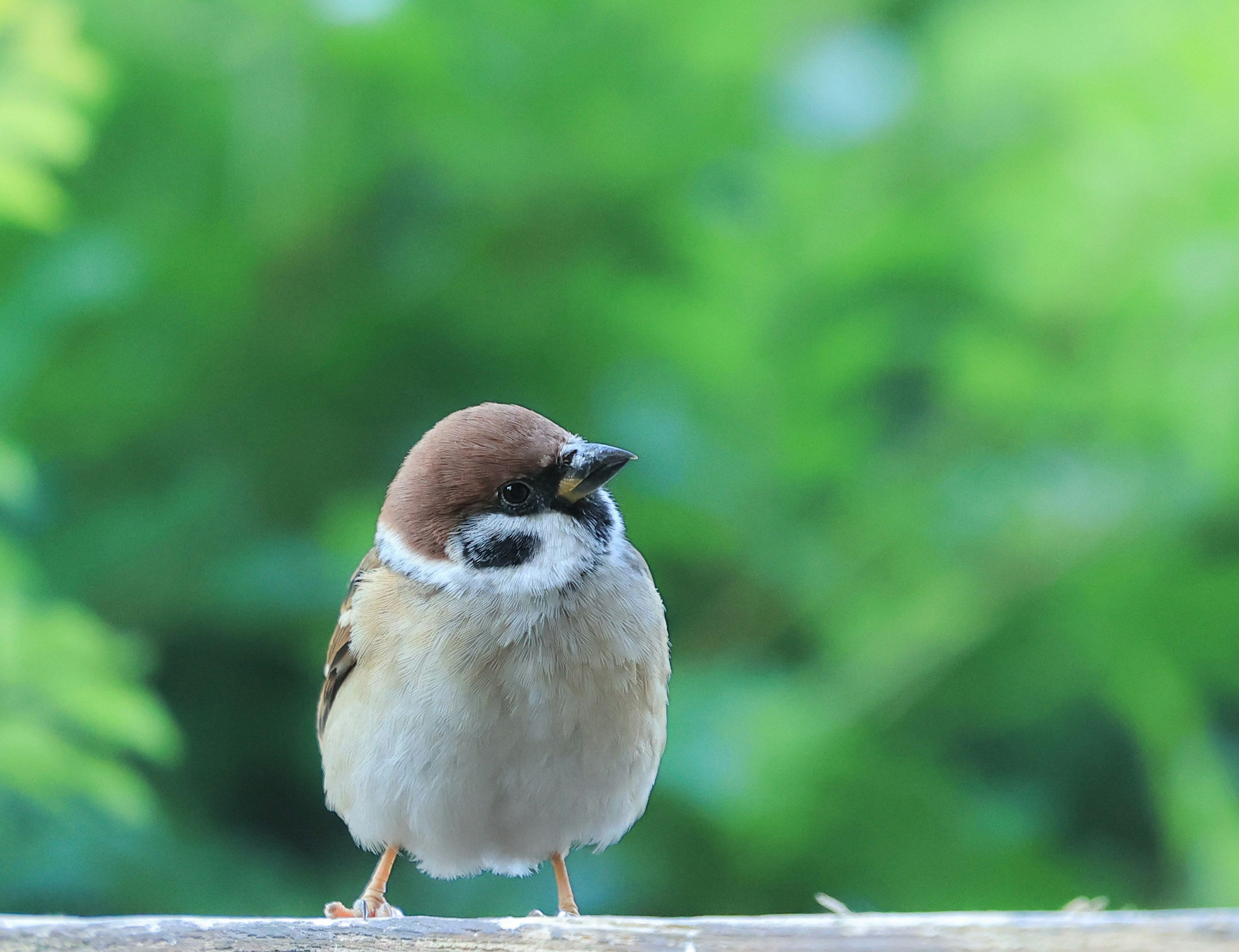 緑の背景の中に立っているスズメの鳥