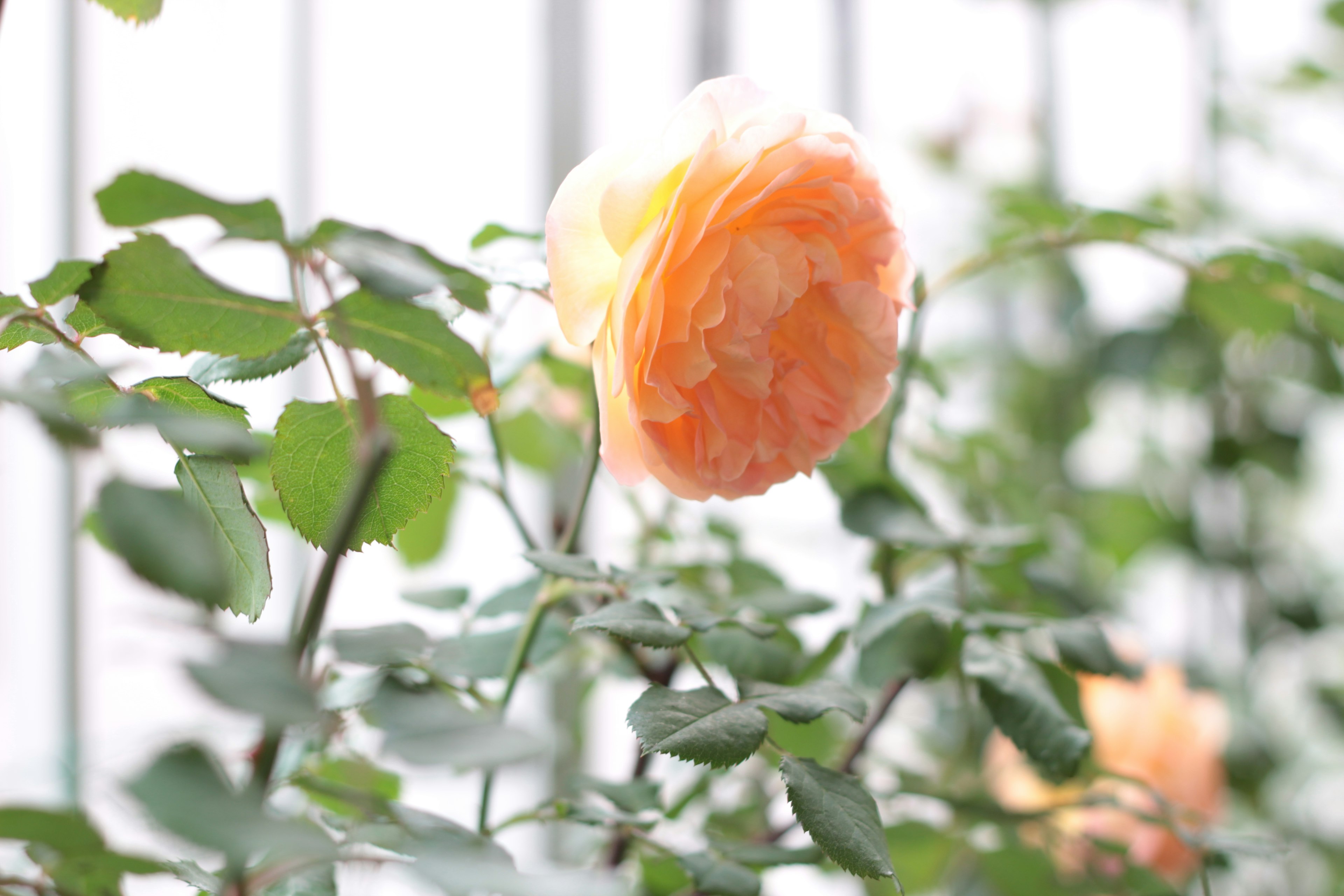 Eine orangefarbene Rose blüht zwischen grünen Blättern