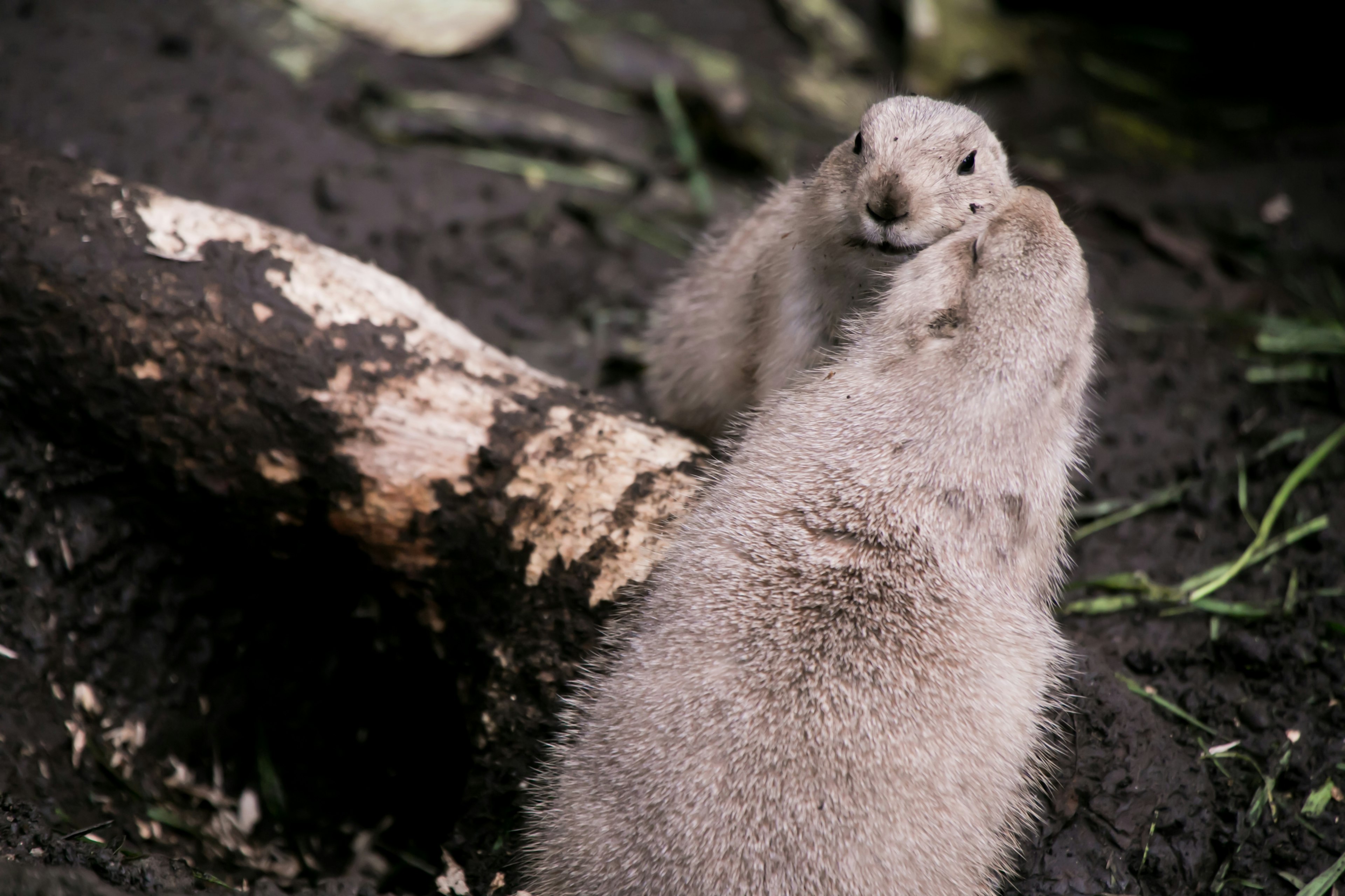 Cute mongoose standing on the ground