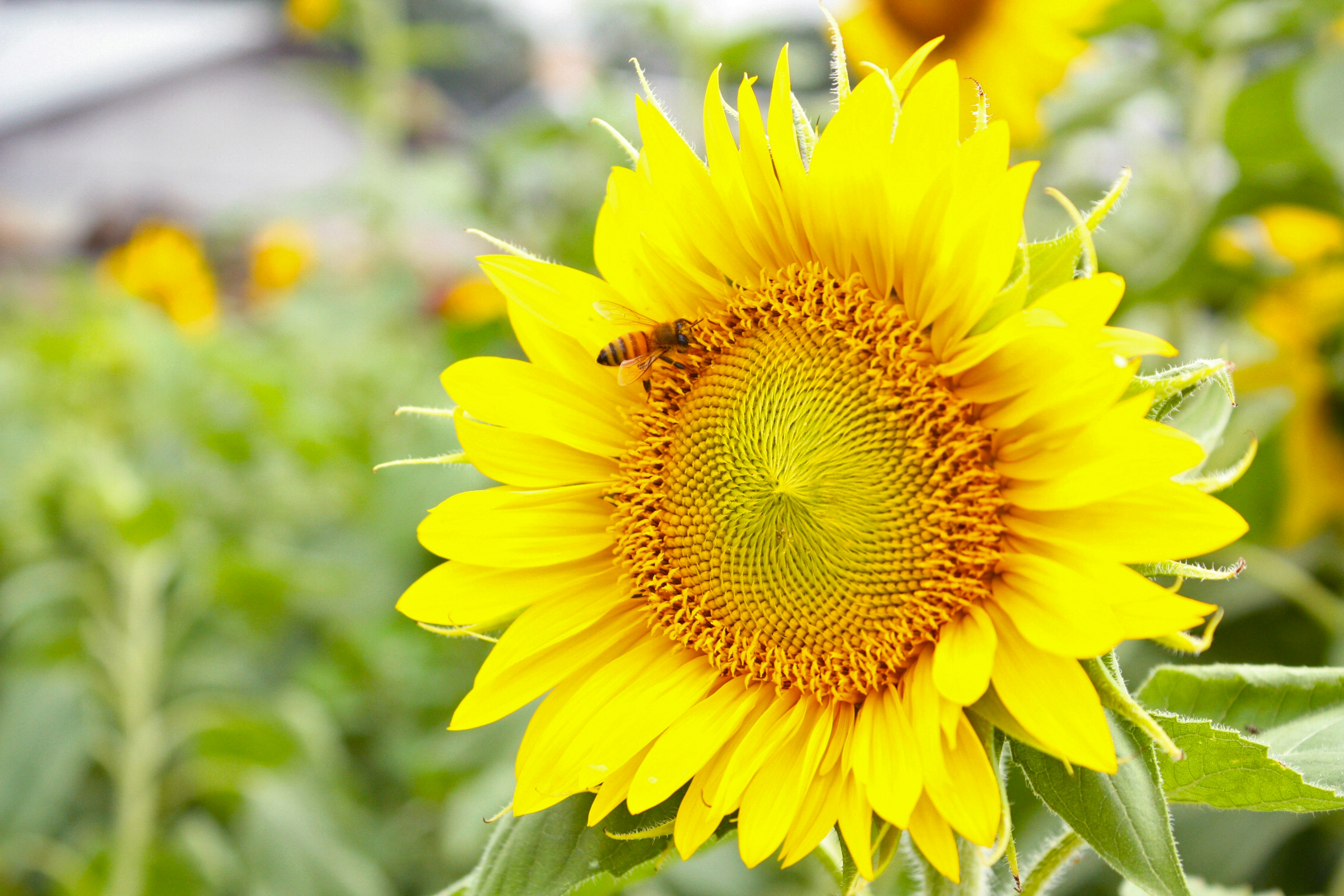 Girasole vibrante in fiore con un'ape