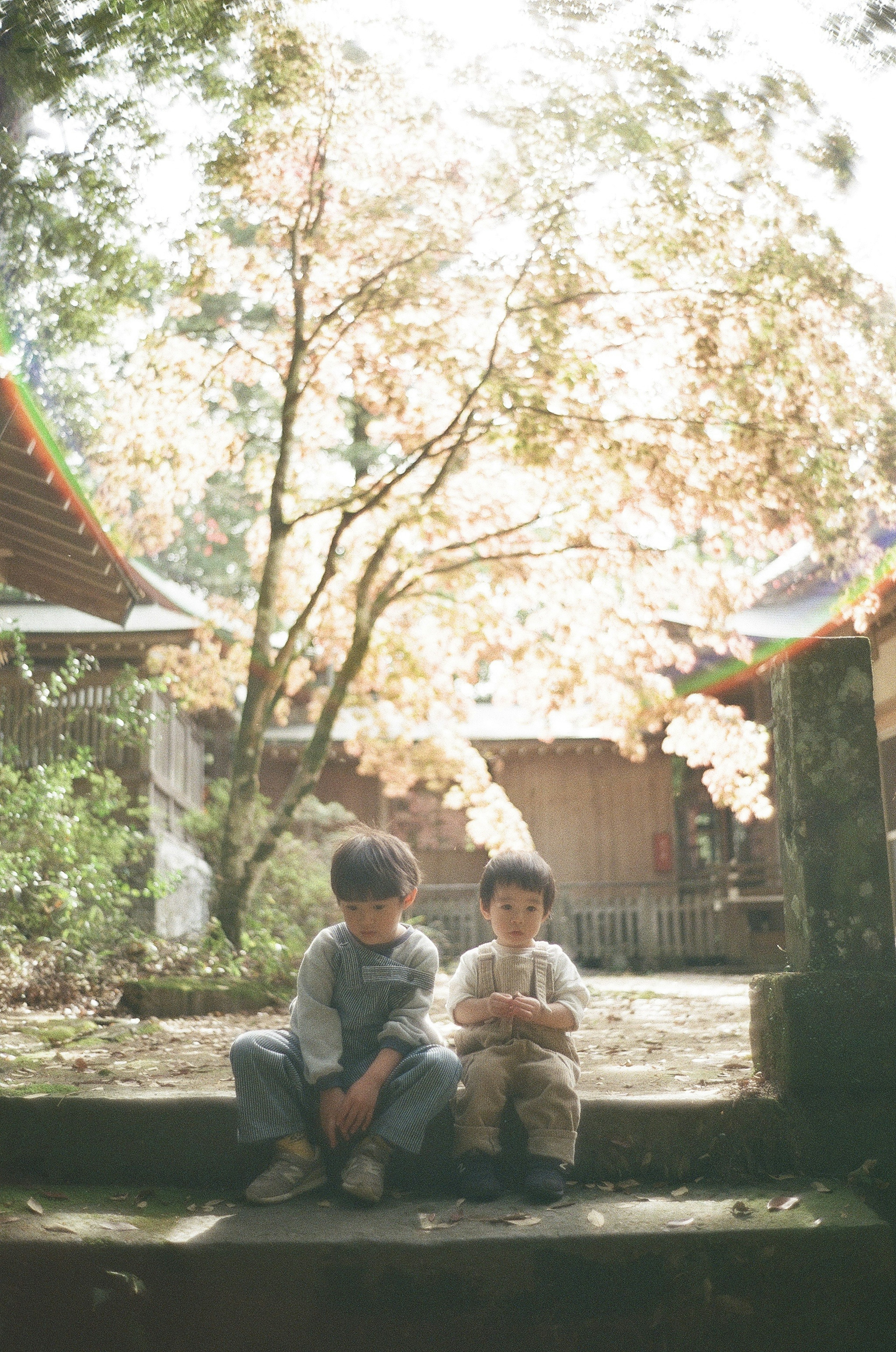 Two children sitting in front of a cherry blossom tree in a serene setting