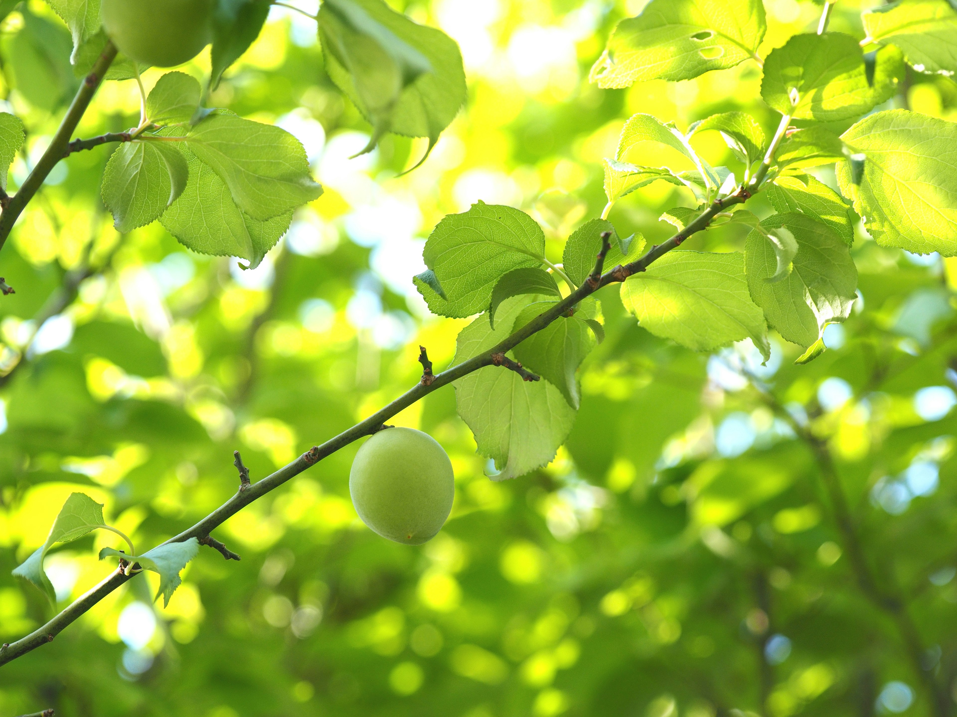 Close-up of a tree branch with green leaves and fruit