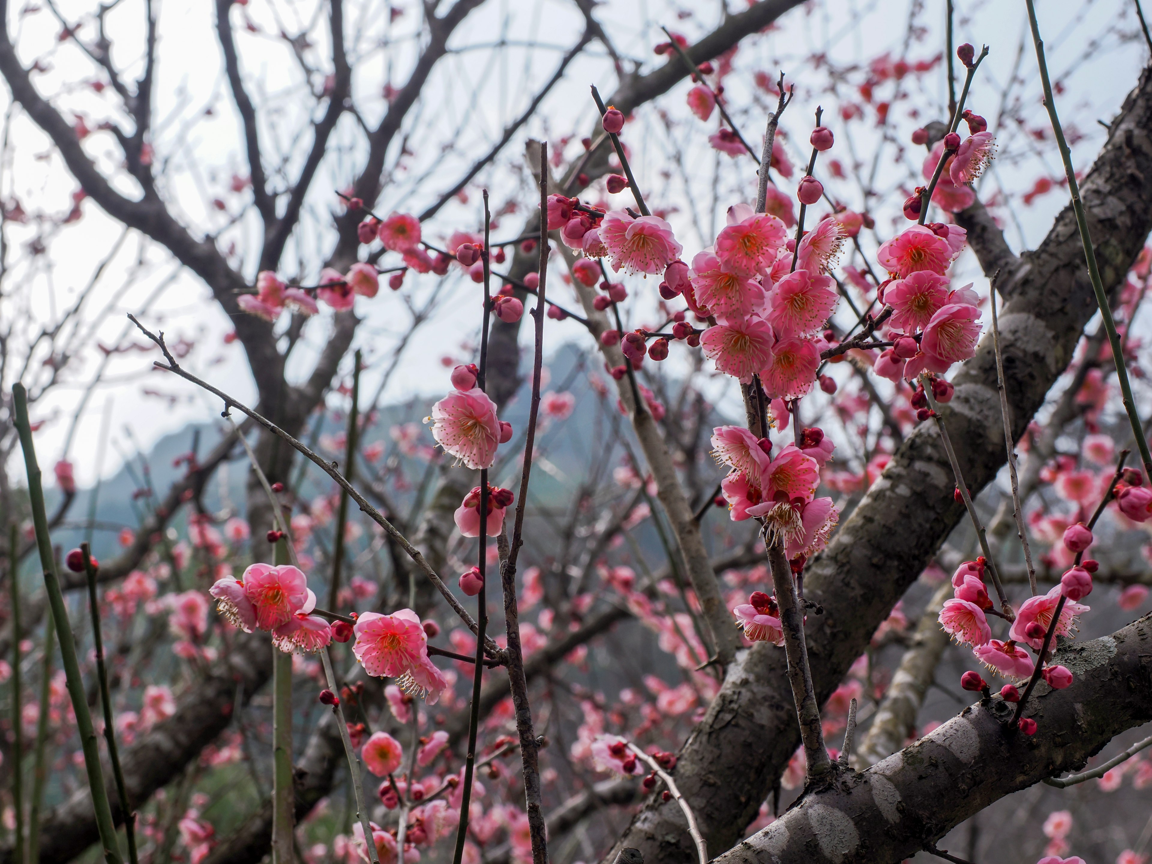 春の梅の花が咲く枝のクローズアップ