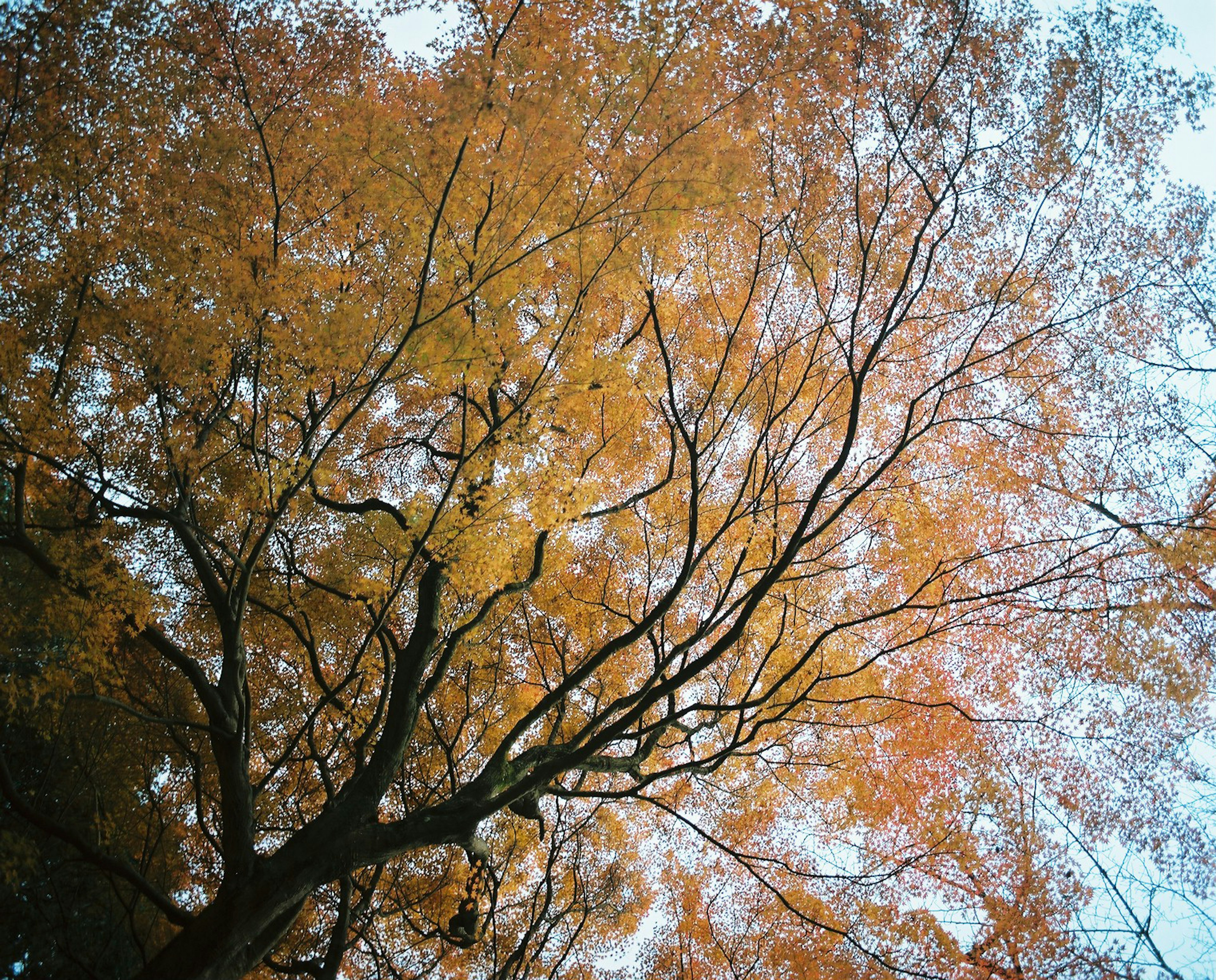 Vue d'un arbre en automne depuis le bas des feuilles colorées s'étendant dans le ciel