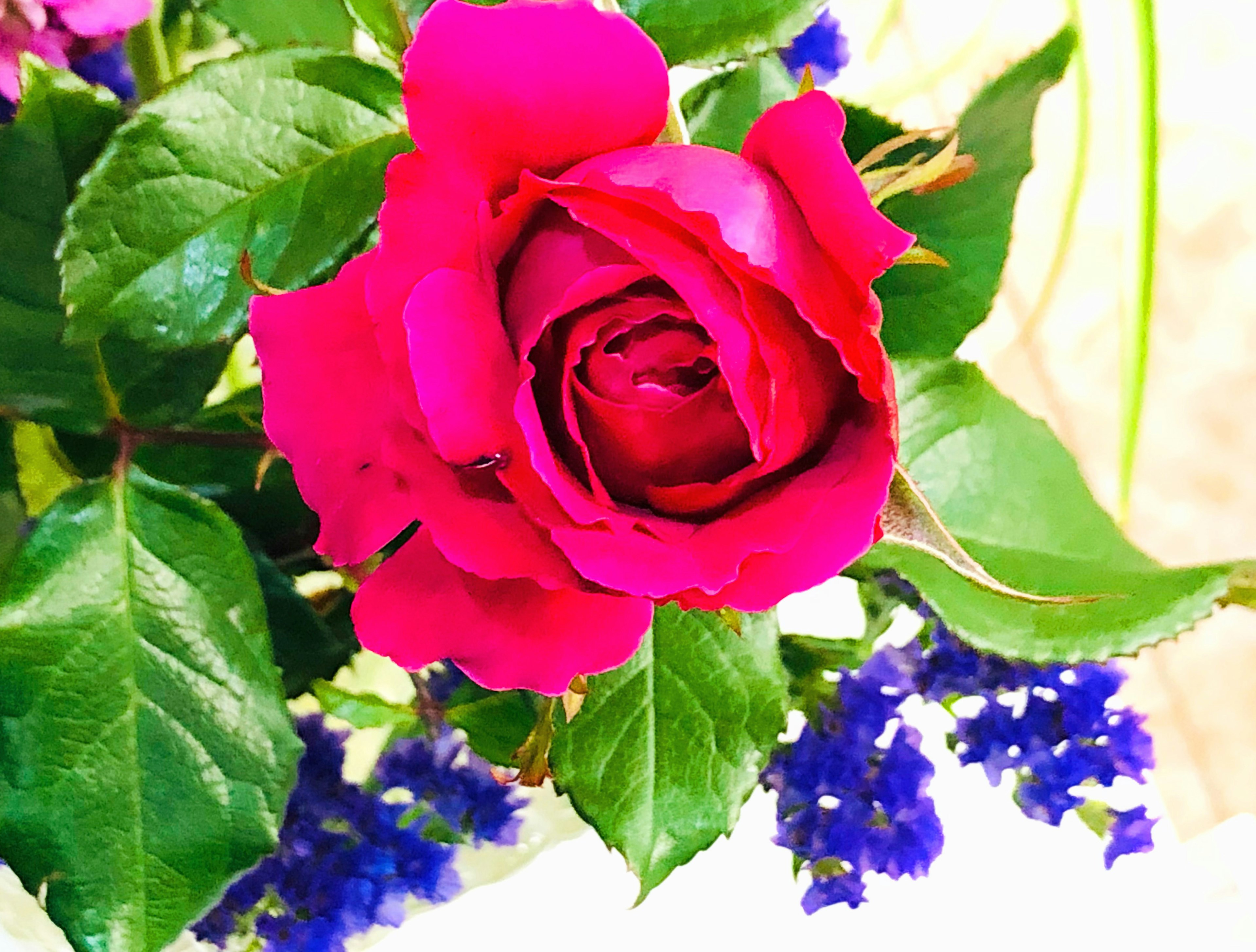 Vibrant pink rose surrounded by blue flowers