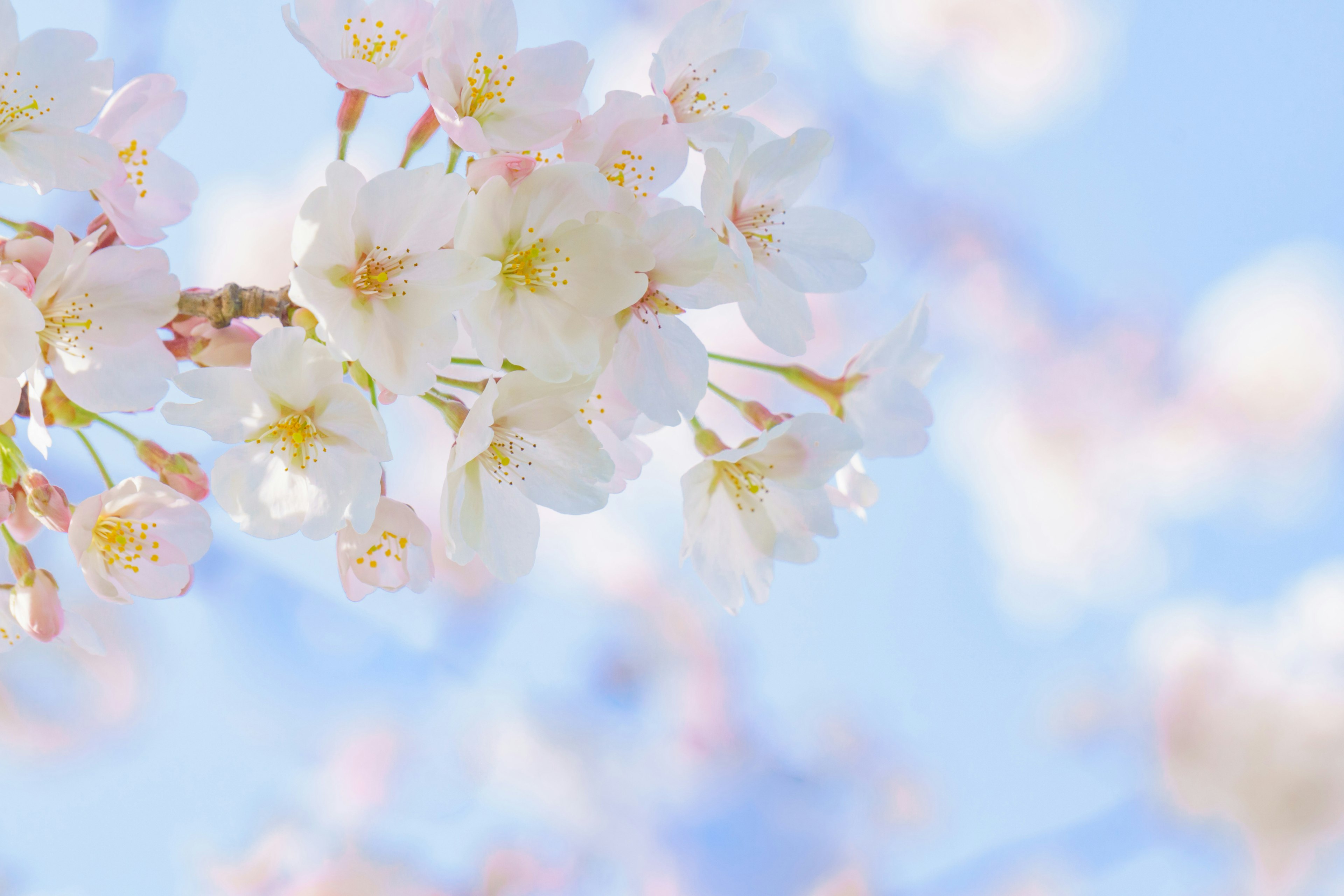 Bunga sakura mekar di bawah langit biru