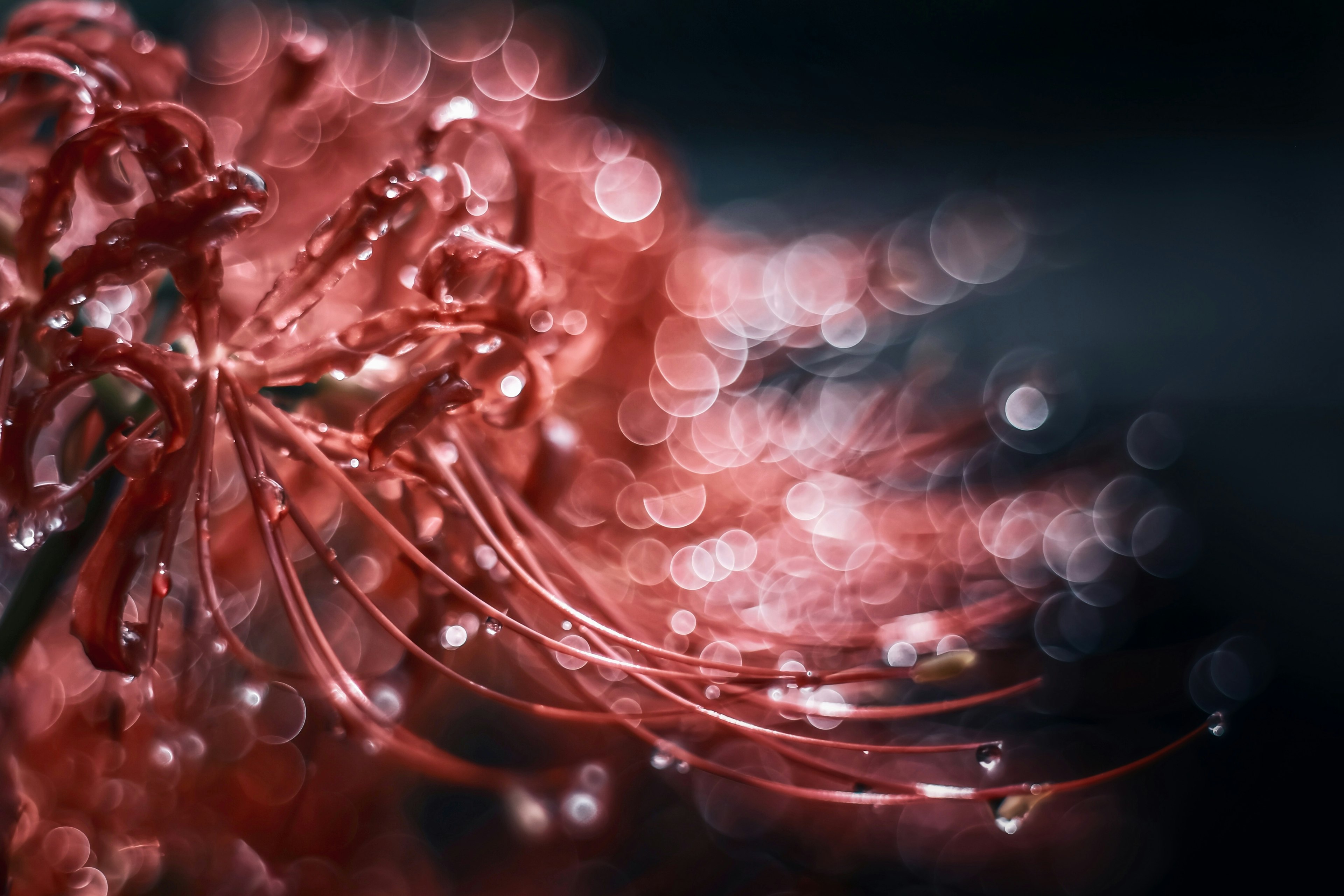 Primer plano de una flor roja con gotas que crean un efecto de ensueño