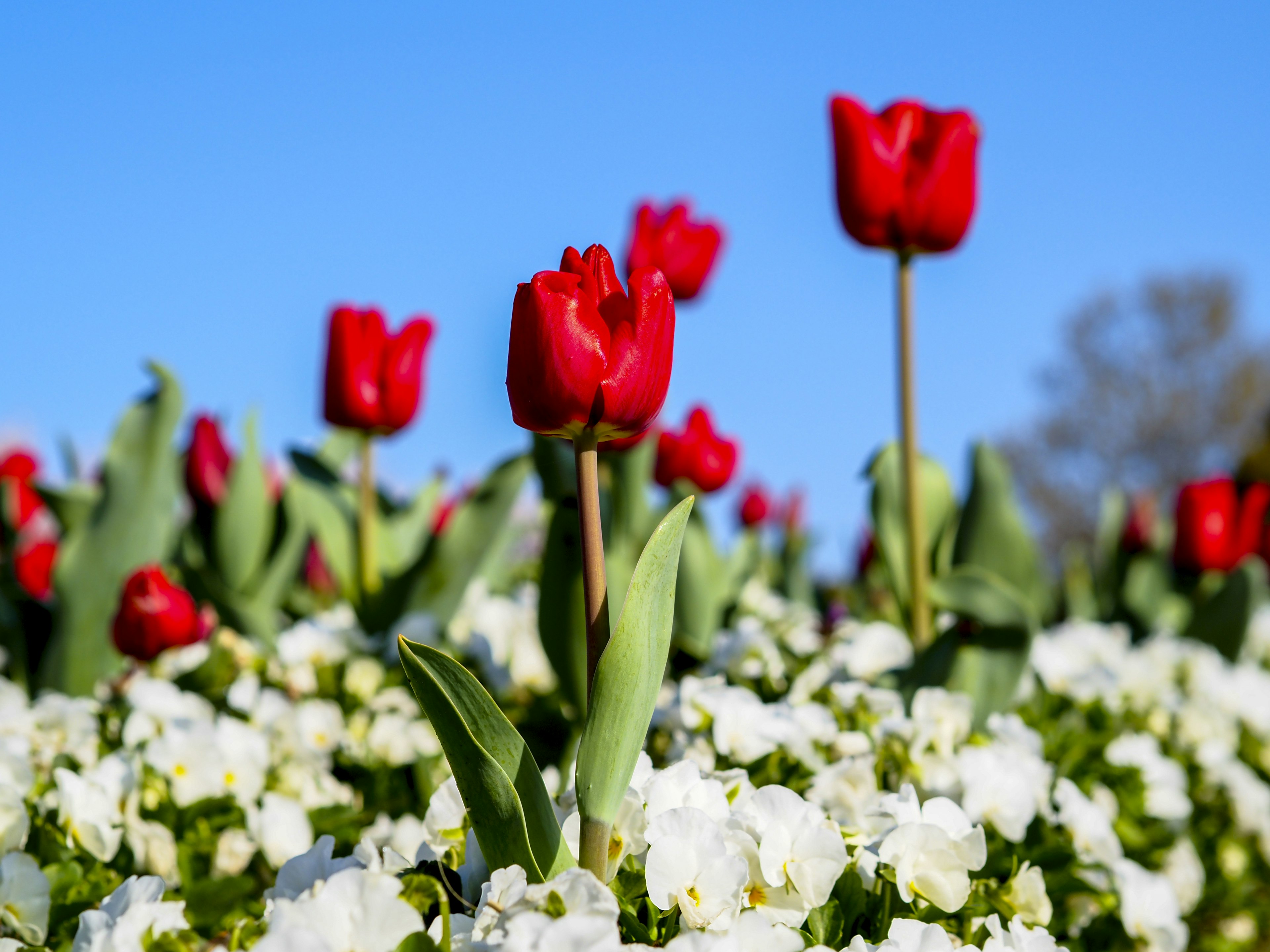 Tulipani rossi che fioriscono tra fiori bianchi sotto un cielo azzurro