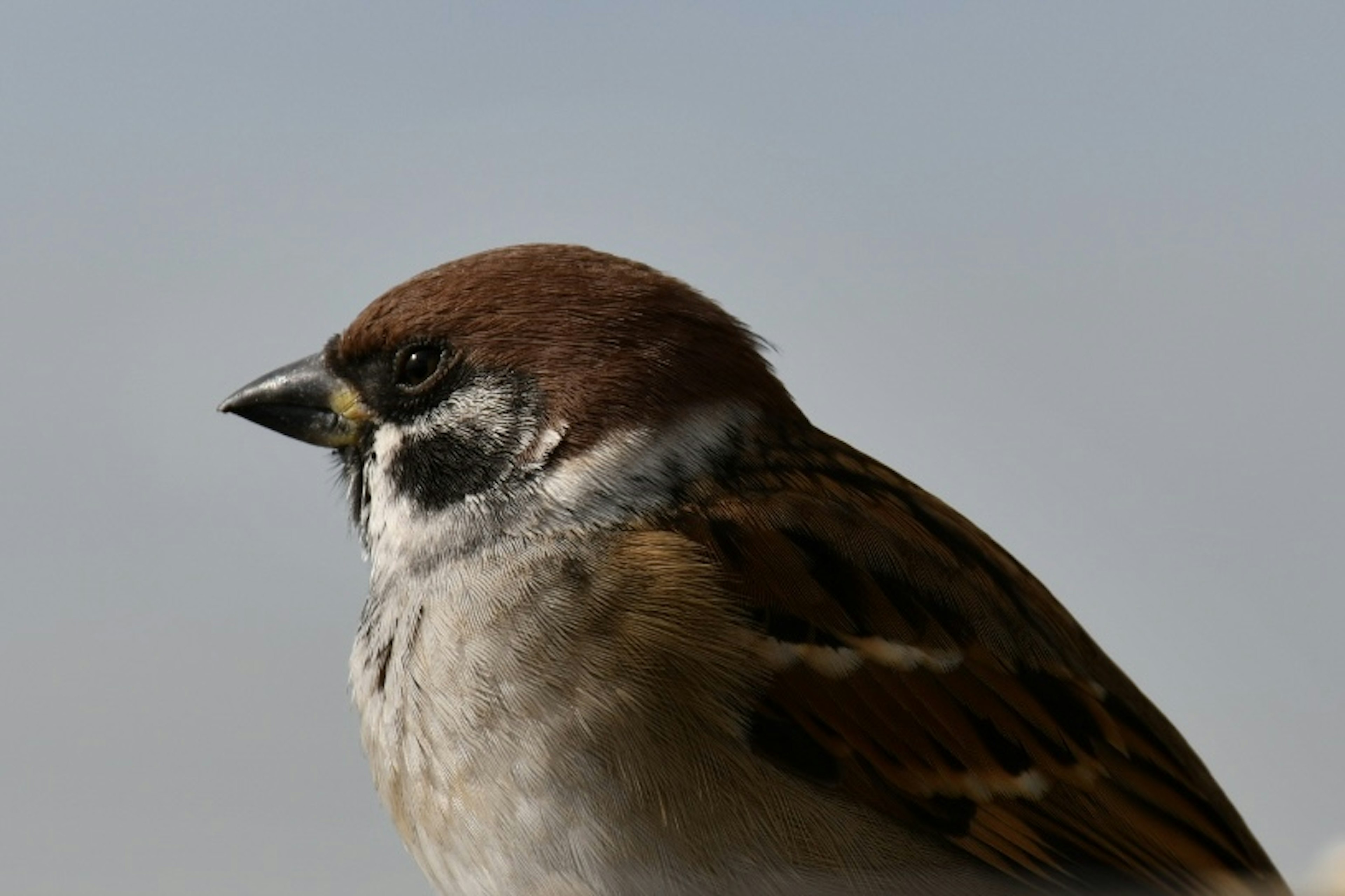 Close-up of a small bird with a brown head and white chest featuring patterned feathers