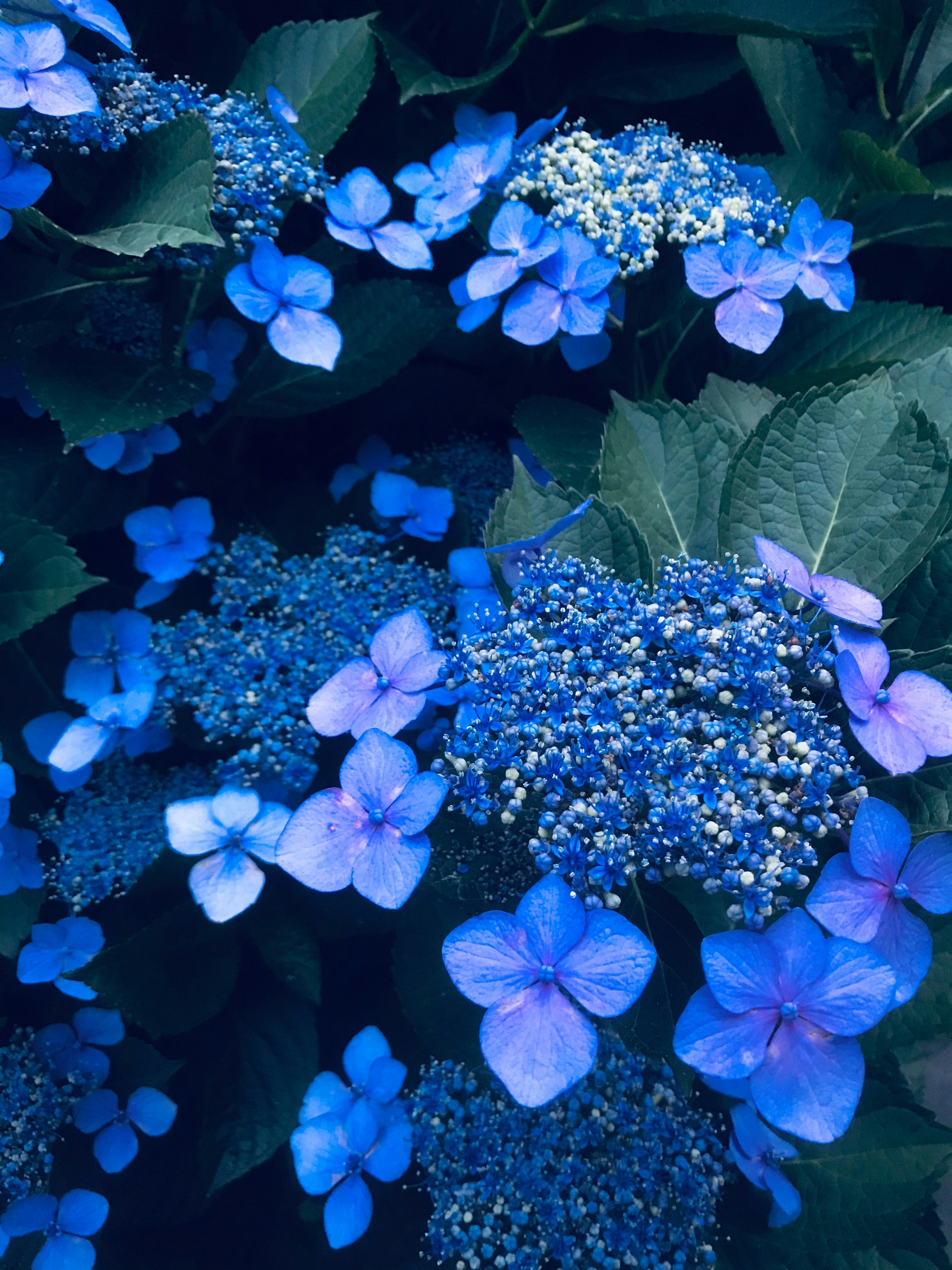 Una exhibición vibrante de flores azules y hojas verdes exuberantes