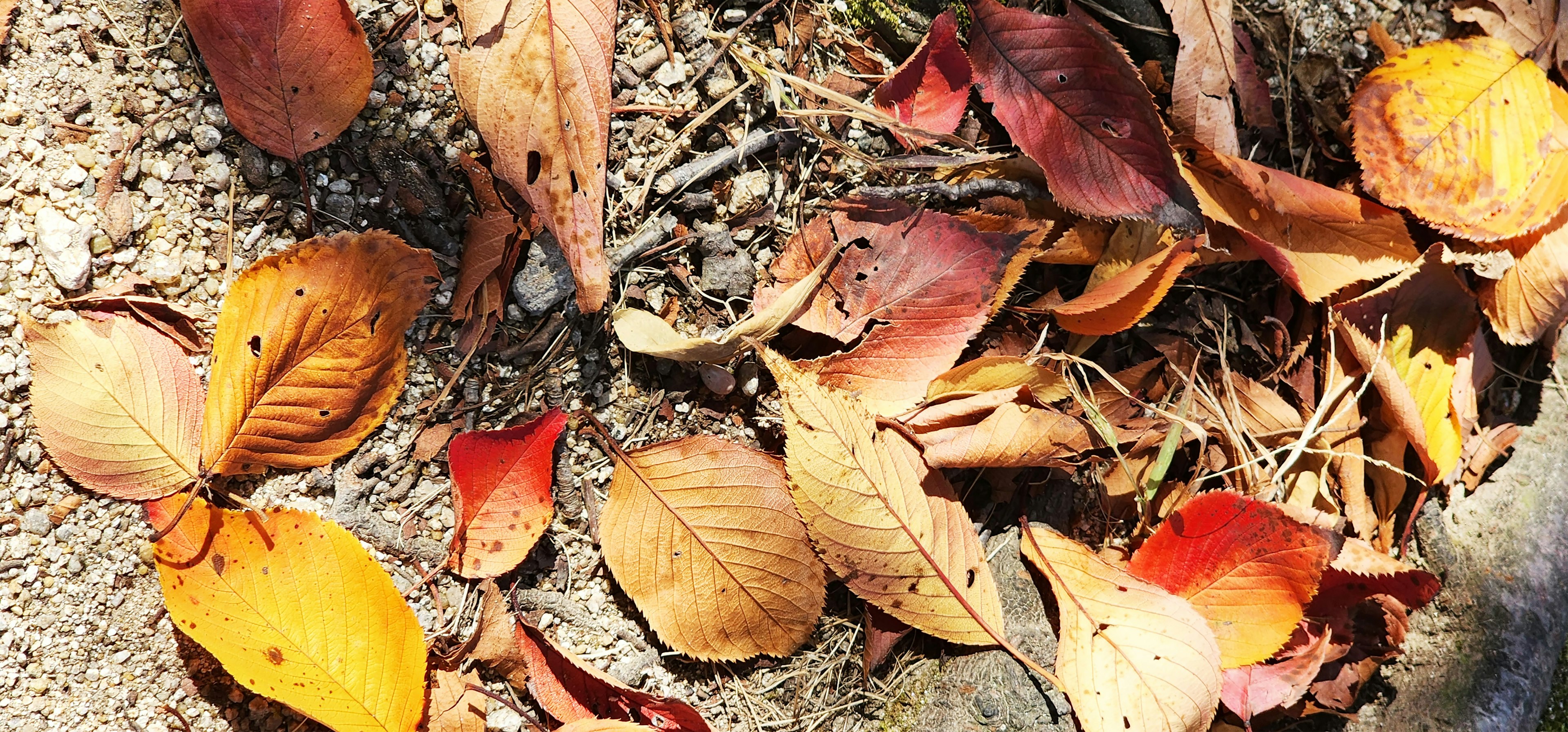 Herbstfarbene Blätter, die auf dem Boden verstreut sind