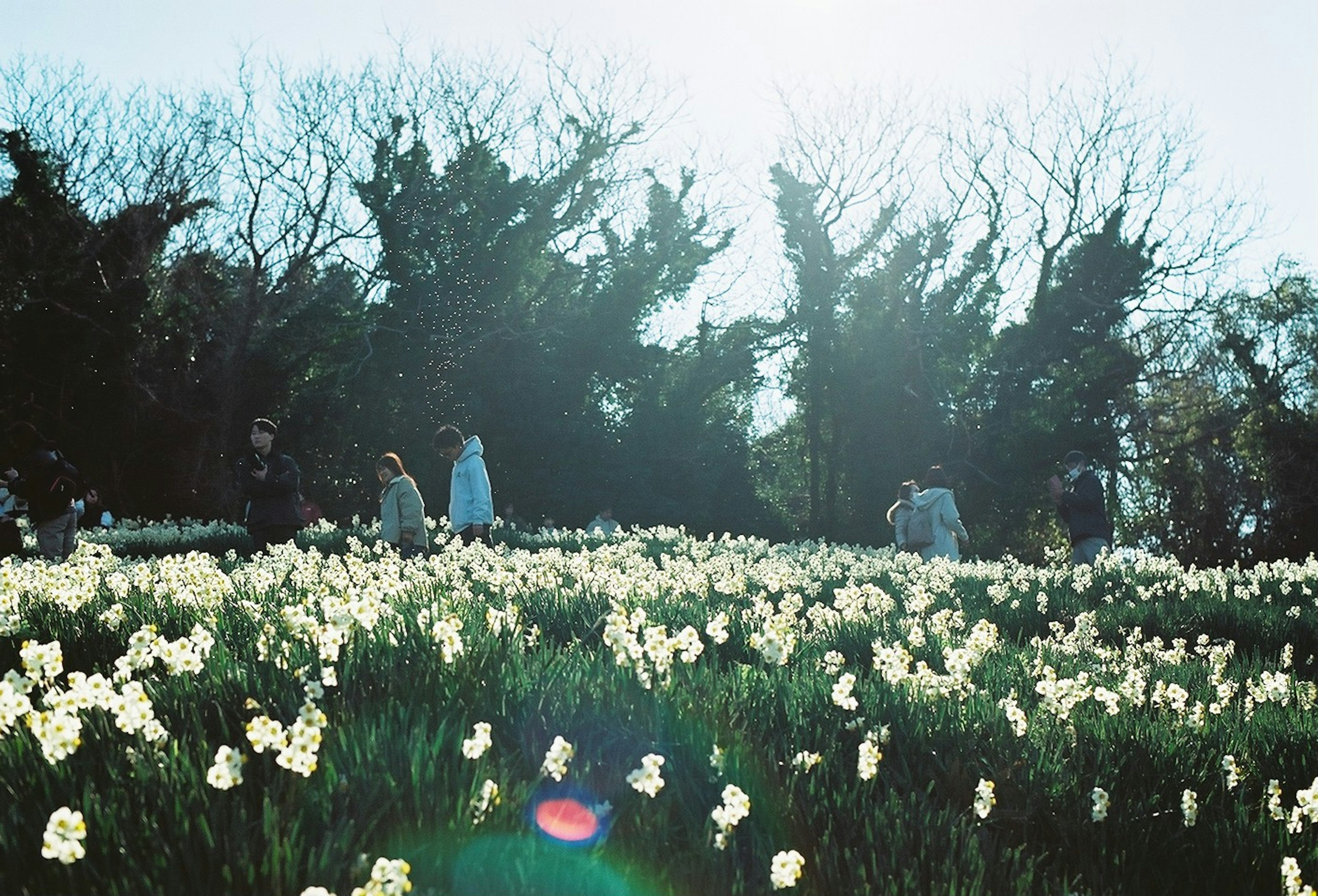 Persone che passeggiano tra i narcisi bianchi in fiore alla luce del sole