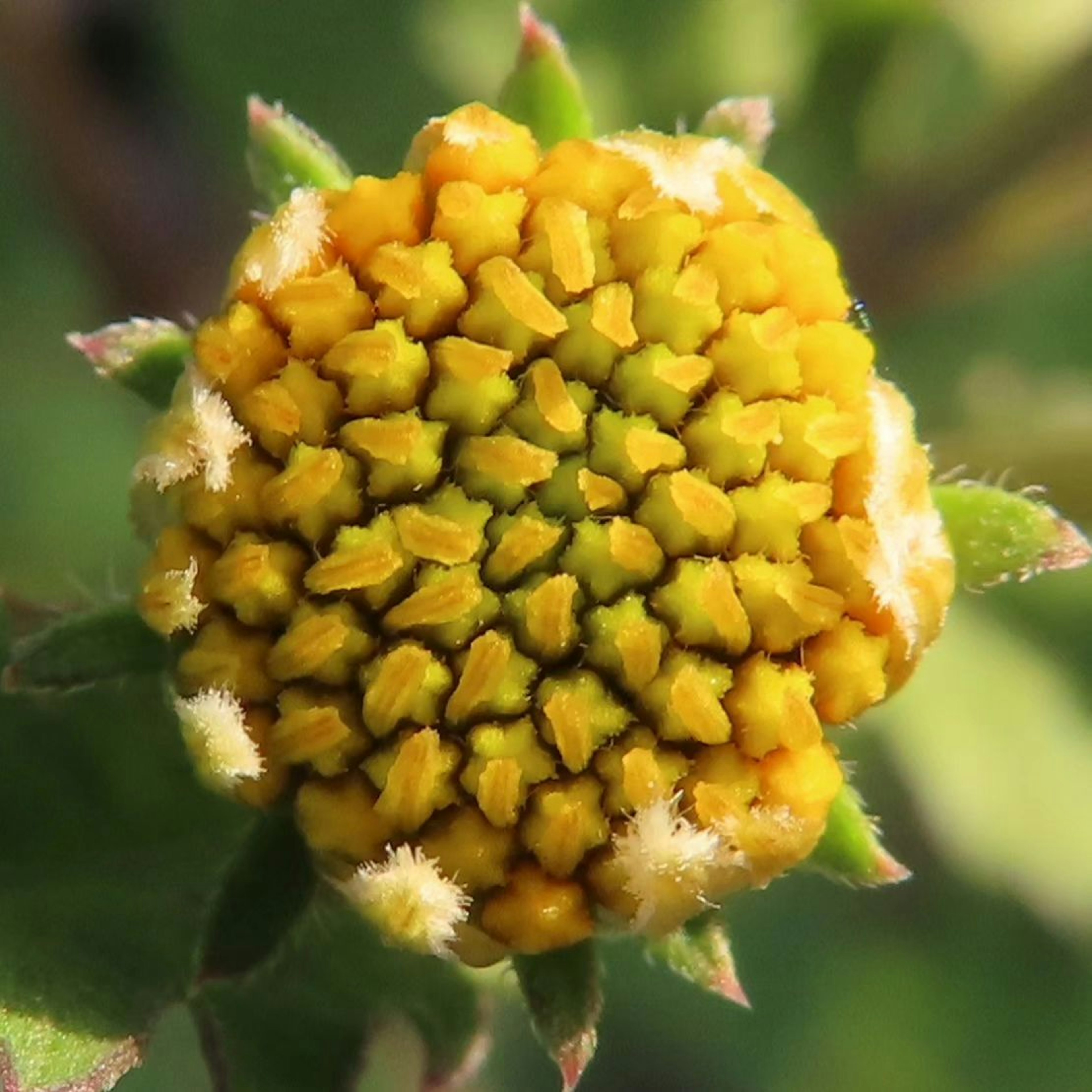 Close-up of a yellow flower bud with intricate petal patterns