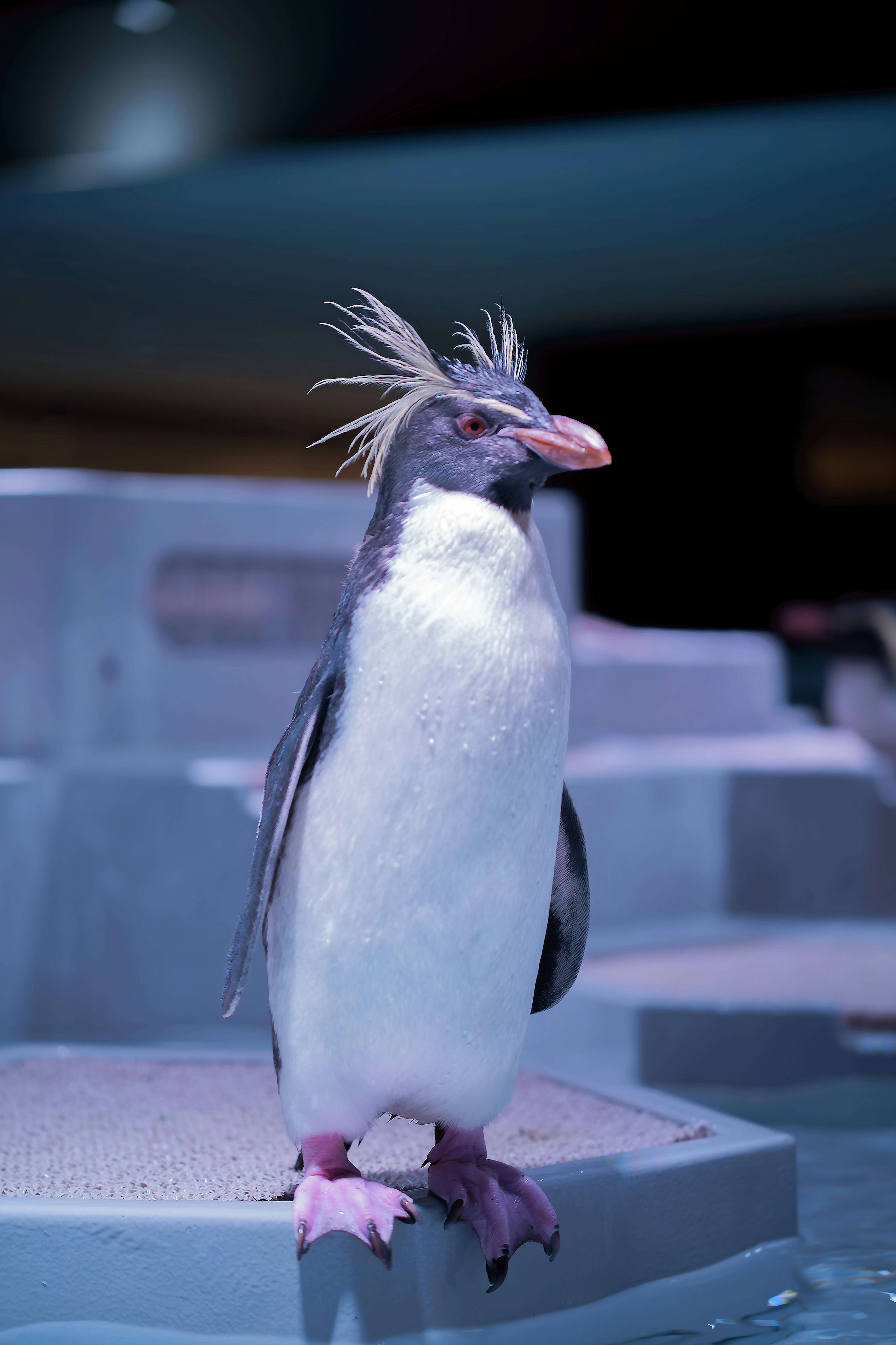 Un pinguino con piume pazze in piedi vicino all'acqua