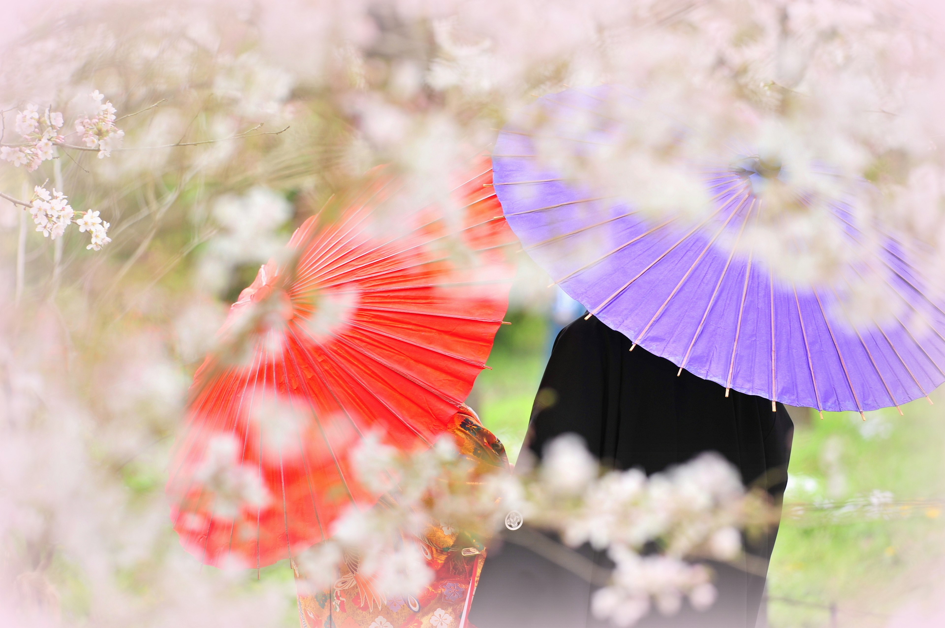 Dos figuras sosteniendo paraguas rojos y morados entre flores de cerezo