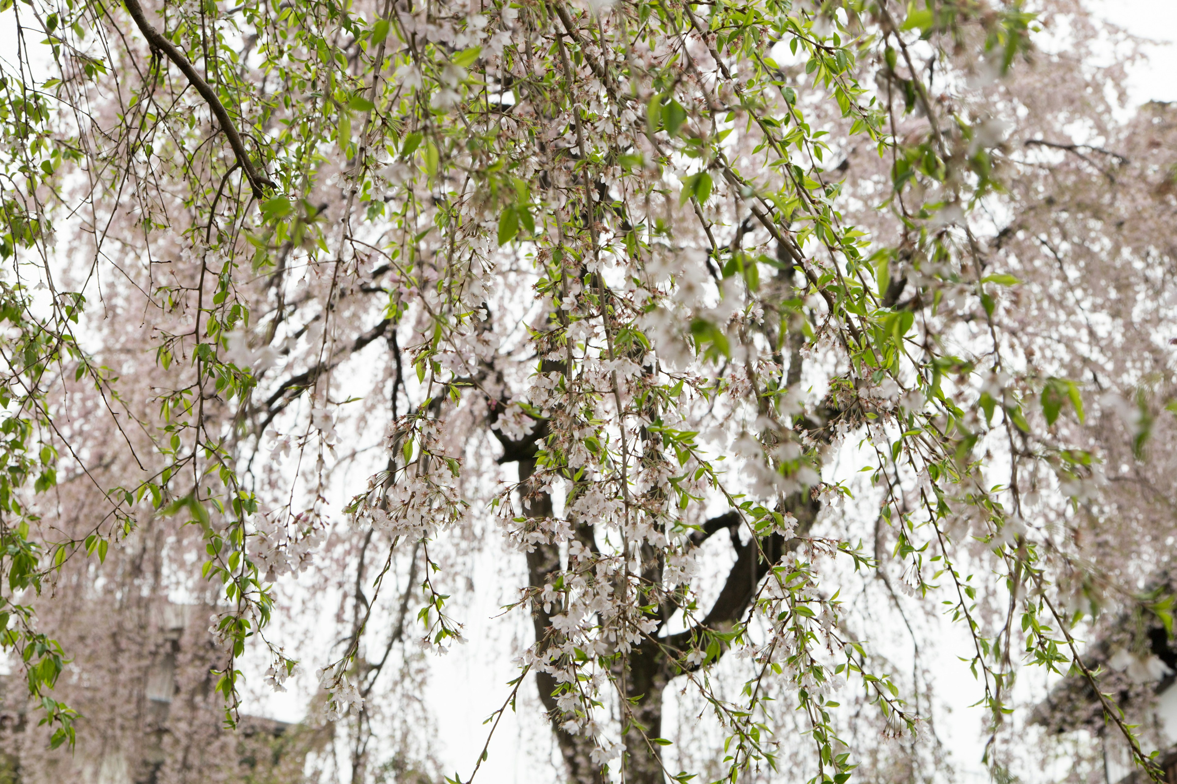 Foto eines weinenden Kirschbaums mit blassen rosa Blüten