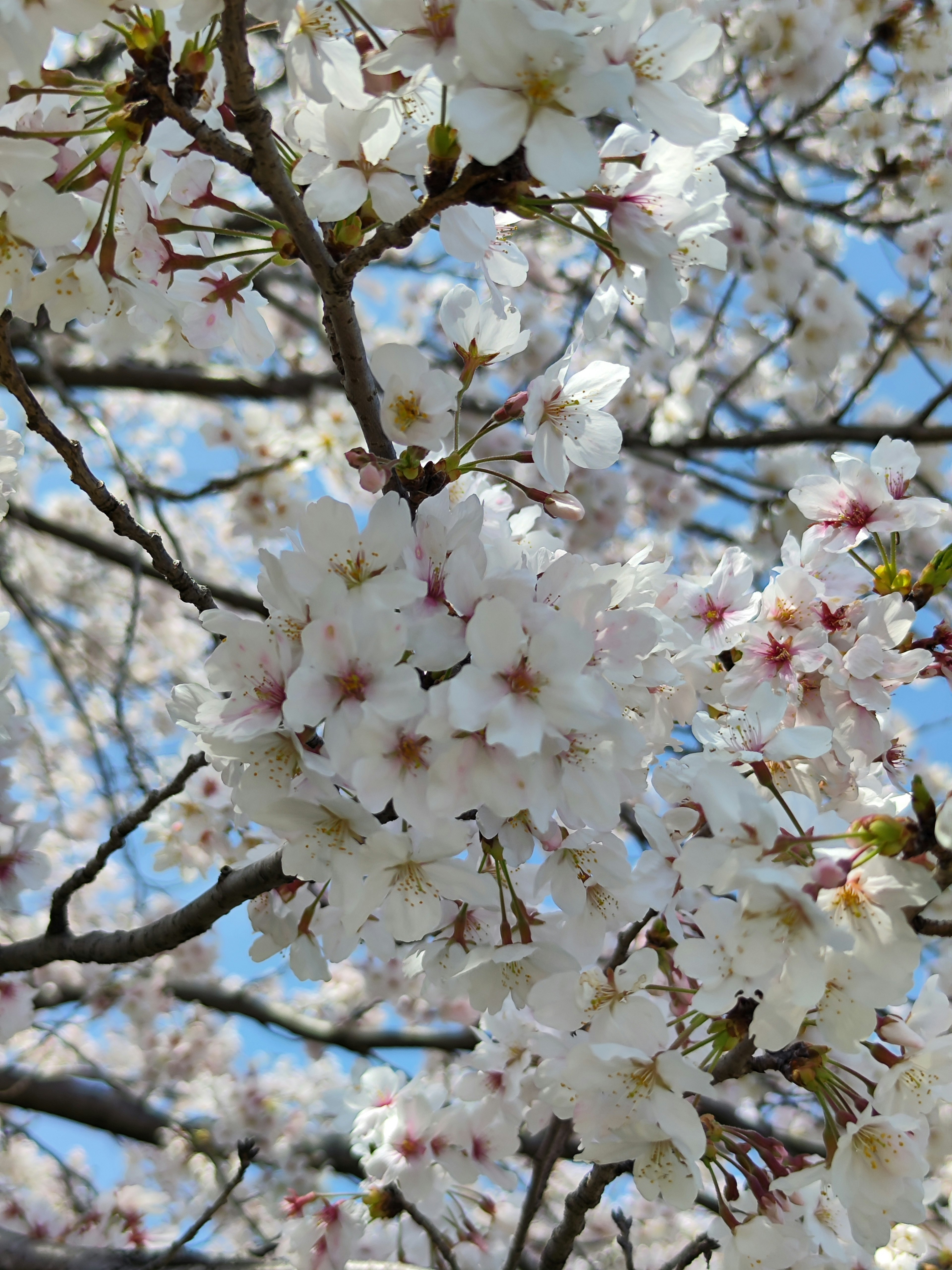 Acercamiento a flores de cerezo en ramas de árbol