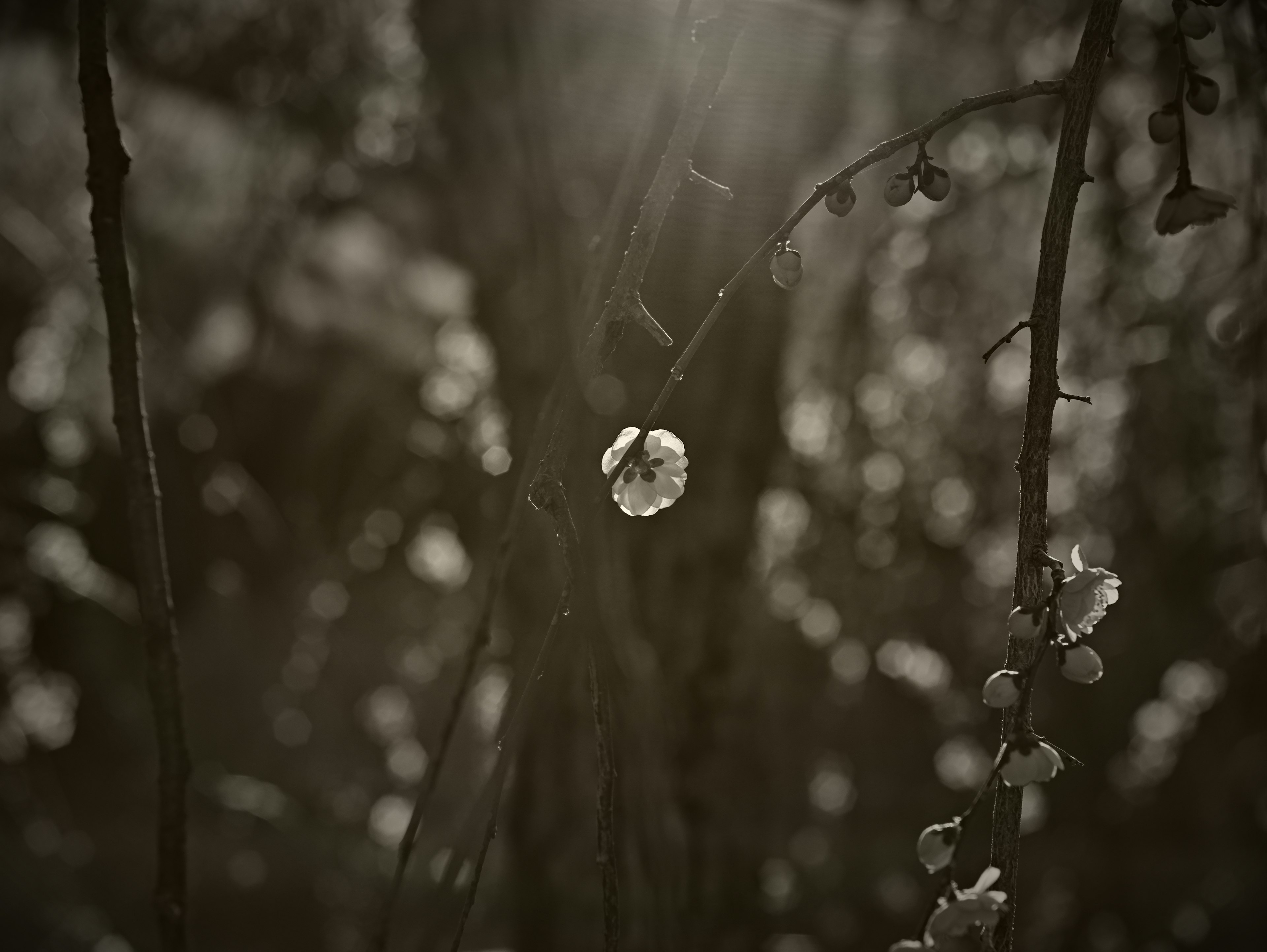 Monochrome landscape featuring light through trees and white flowers