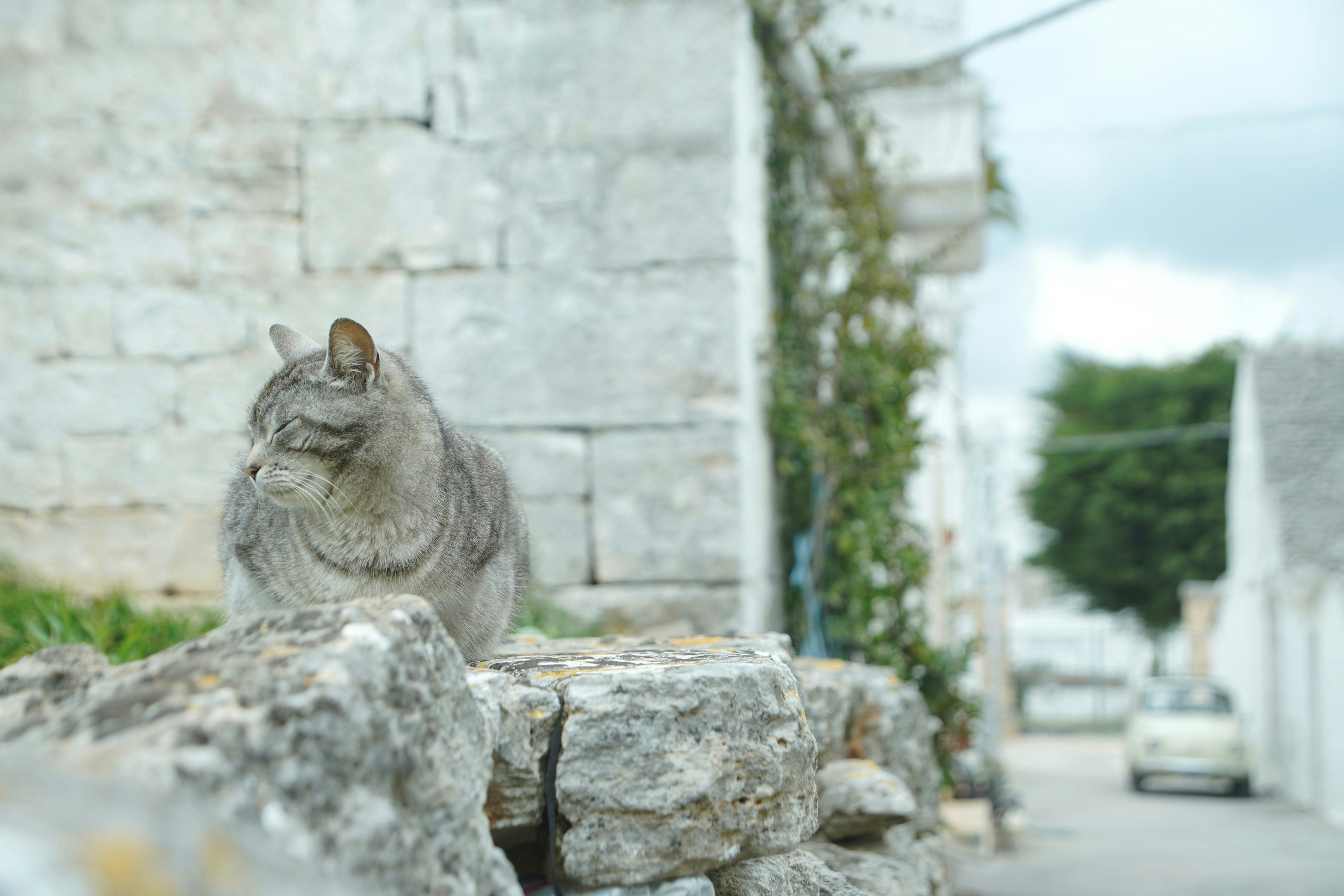 Gato gris sentado en un muro de piedra en una calle pintoresca