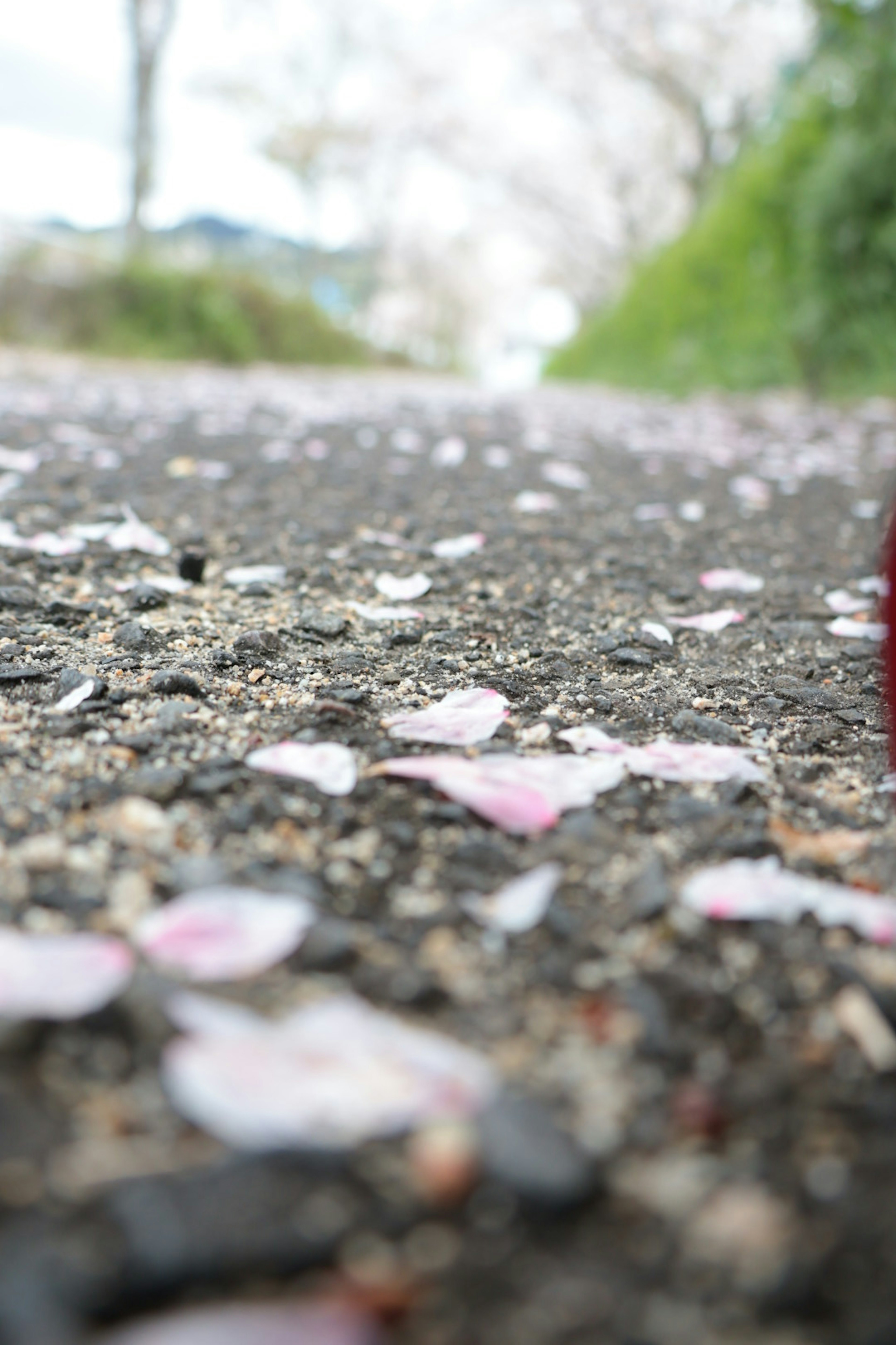 A pathway covered with scattered cherry blossom petals