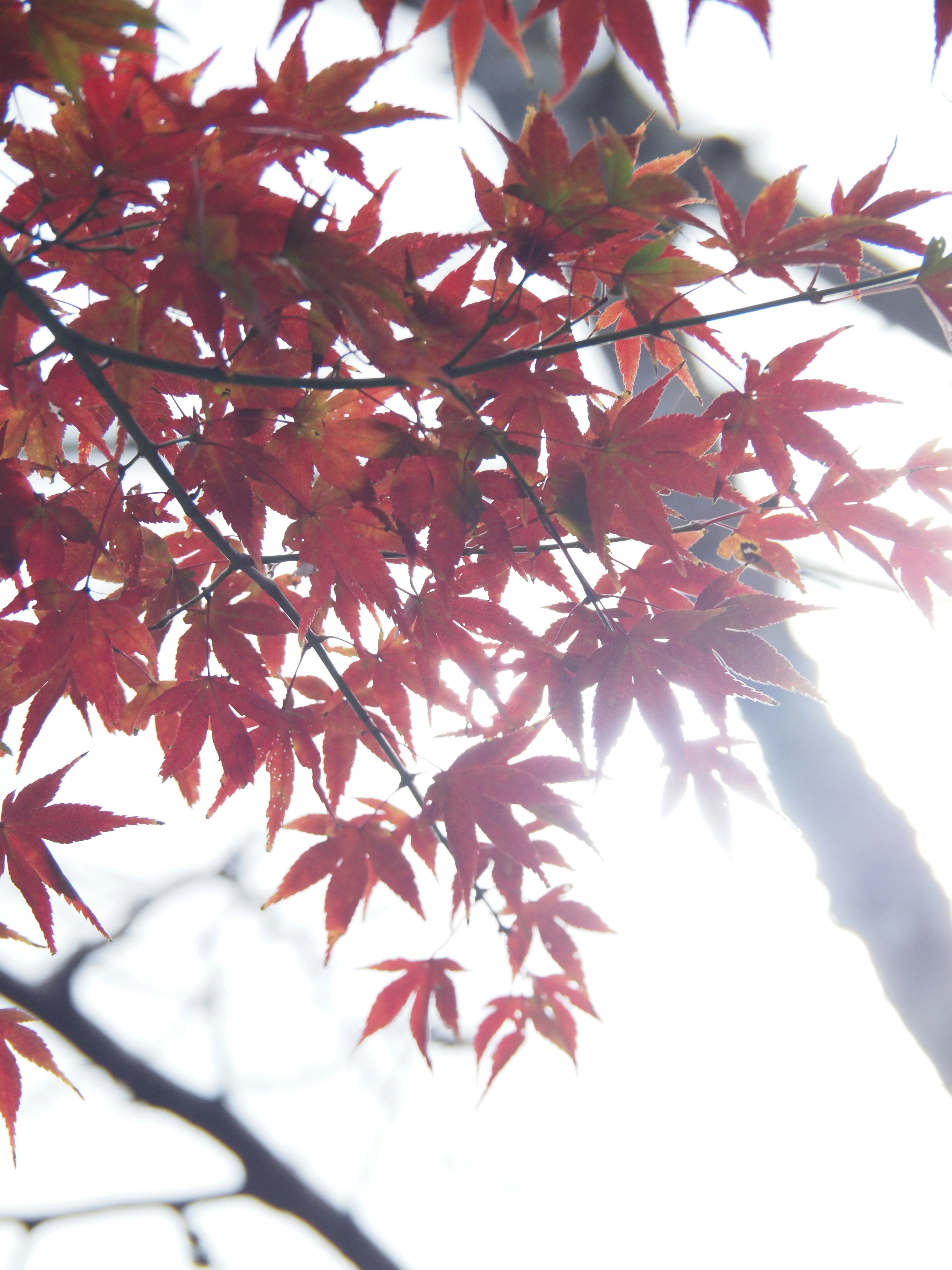 Foglie di acero rosse illuminate dalla luce del sole