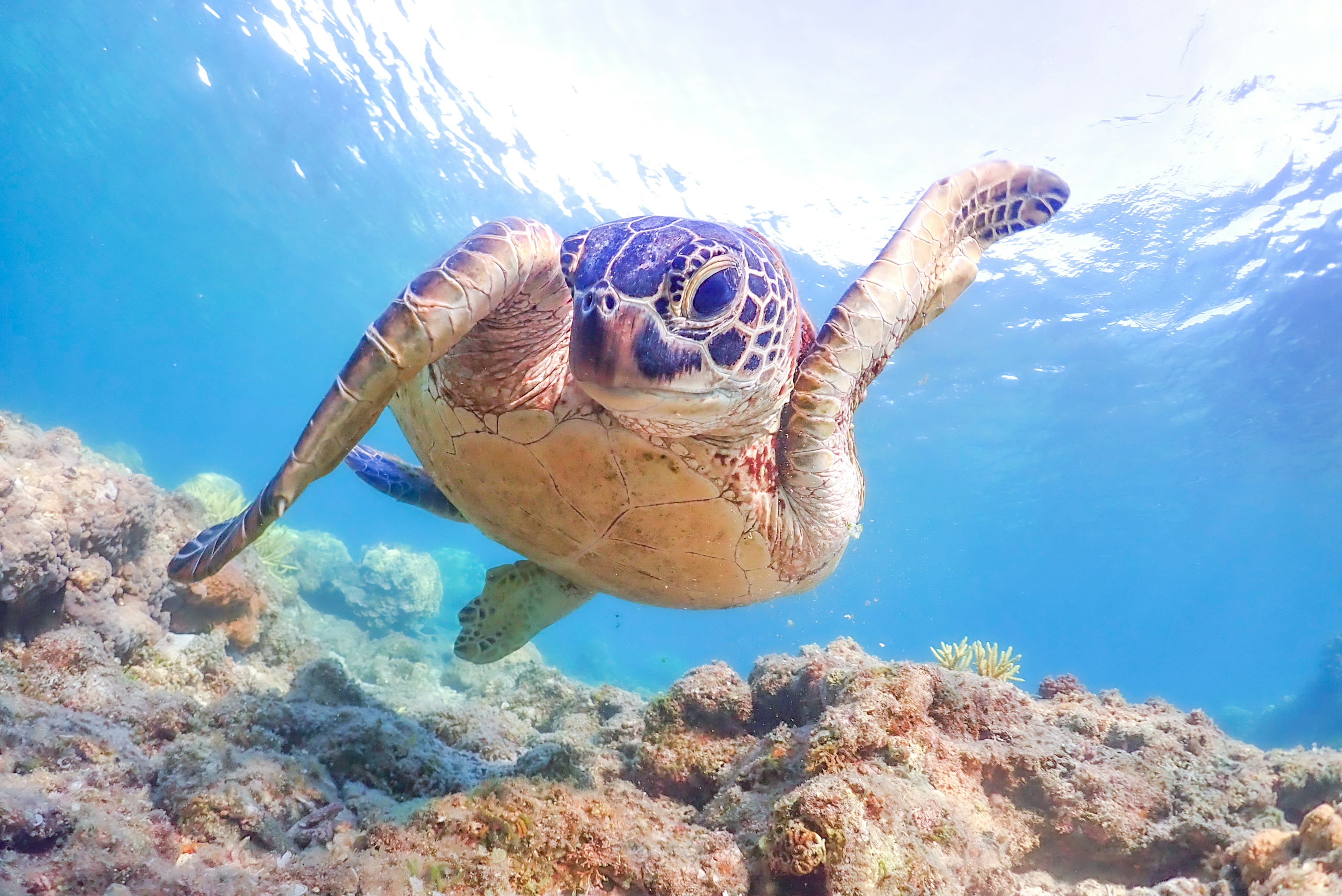 Gambar hidup kura-kura laut berenang di bawah air dengan latar belakang air biru dan terumbu karang yang indah