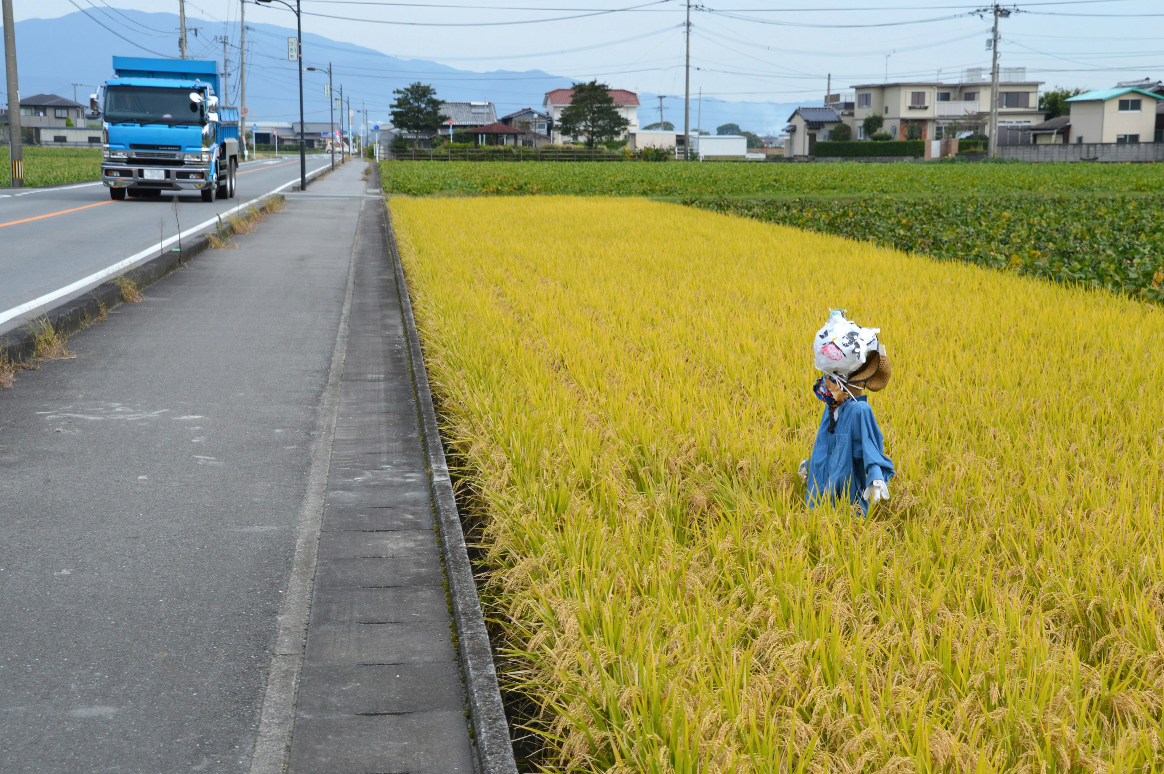 A person in blue clothing working in a field of yellow rice stalks