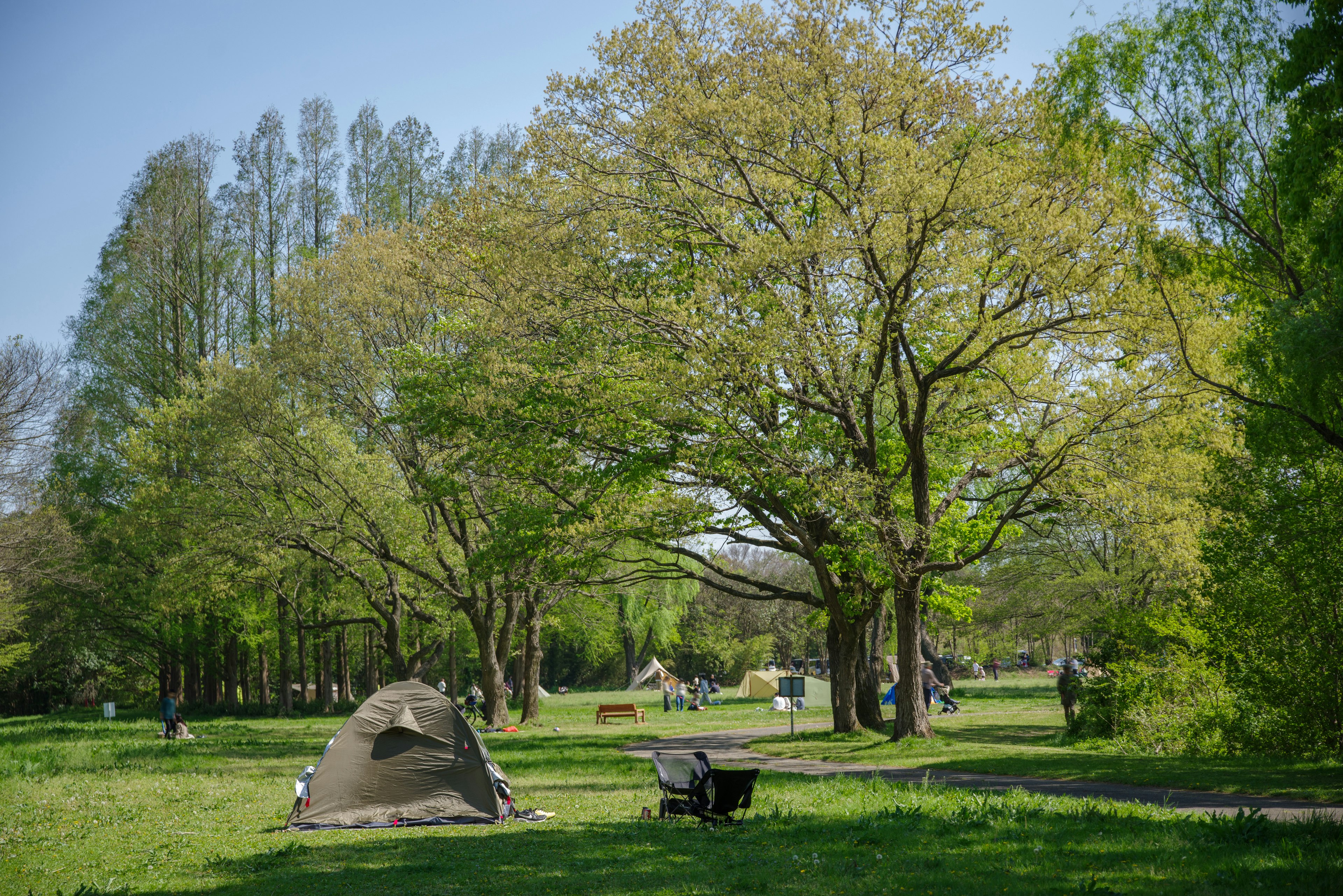 Grand arbre dans un parc verdoyant avec une tente et une brouette