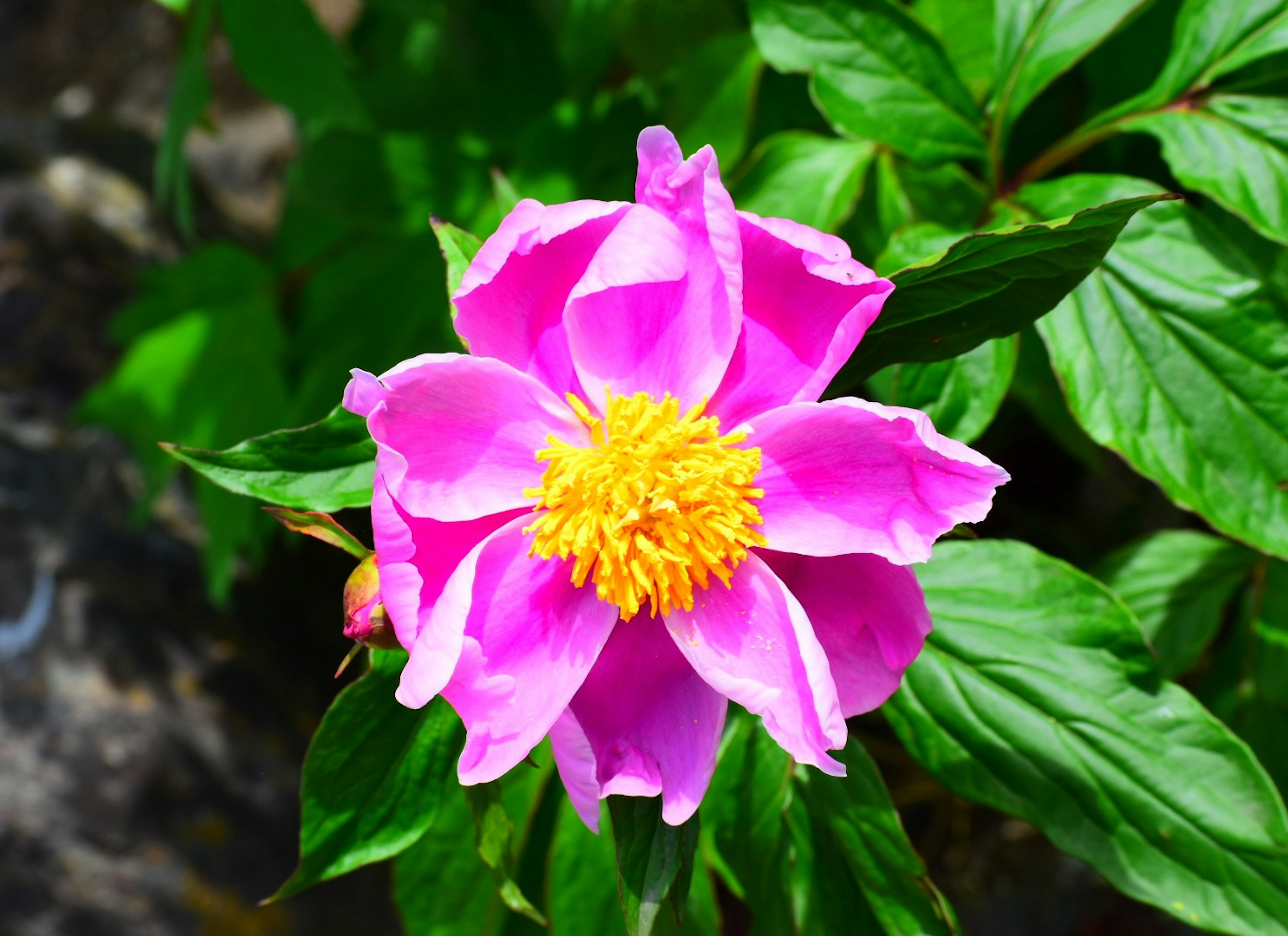 Lebendige rosa Blume mit gelbem Zentrum umgeben von grünen Blättern