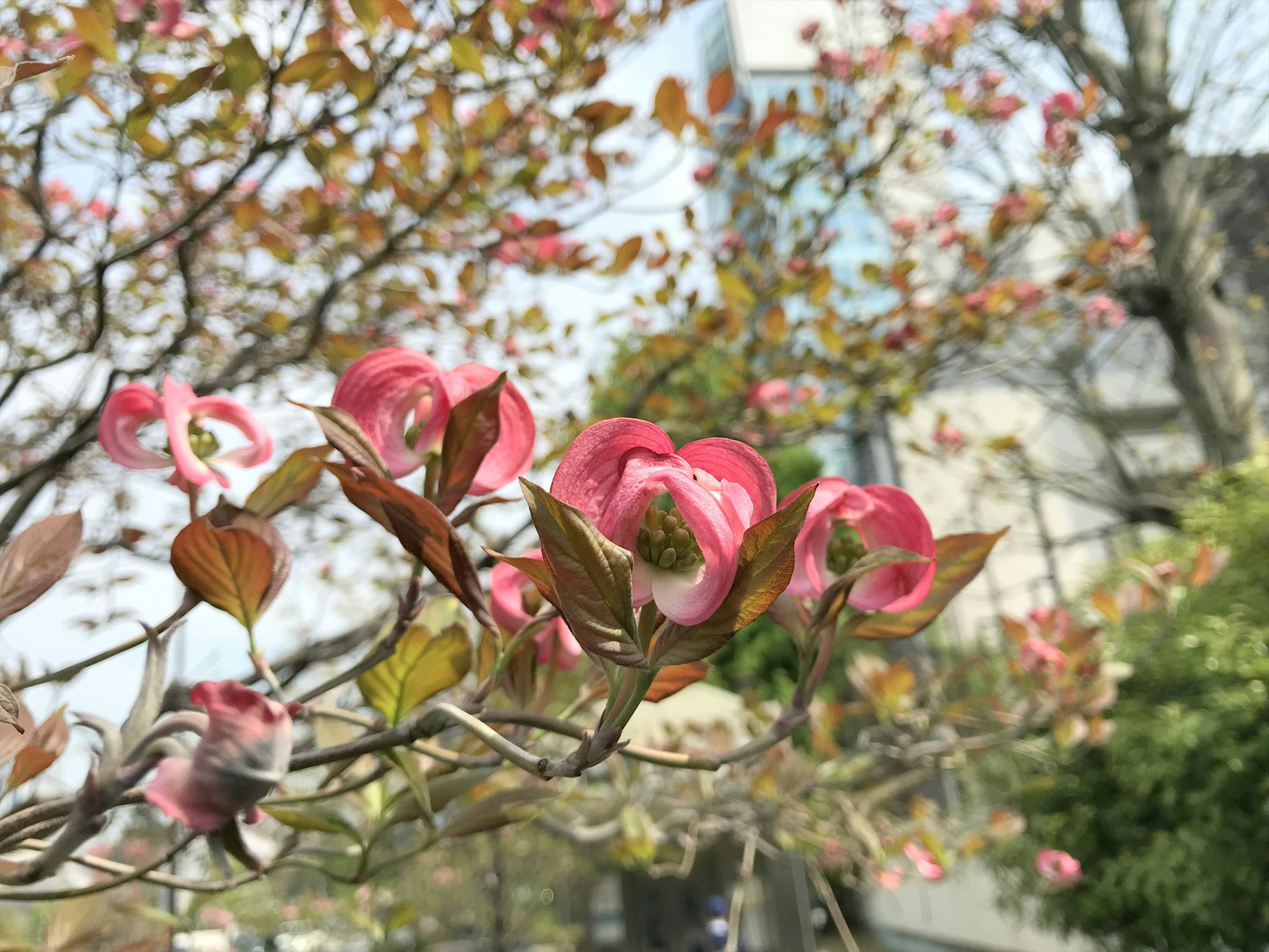 ピンクの花が咲く犬木の枝と背景の建物