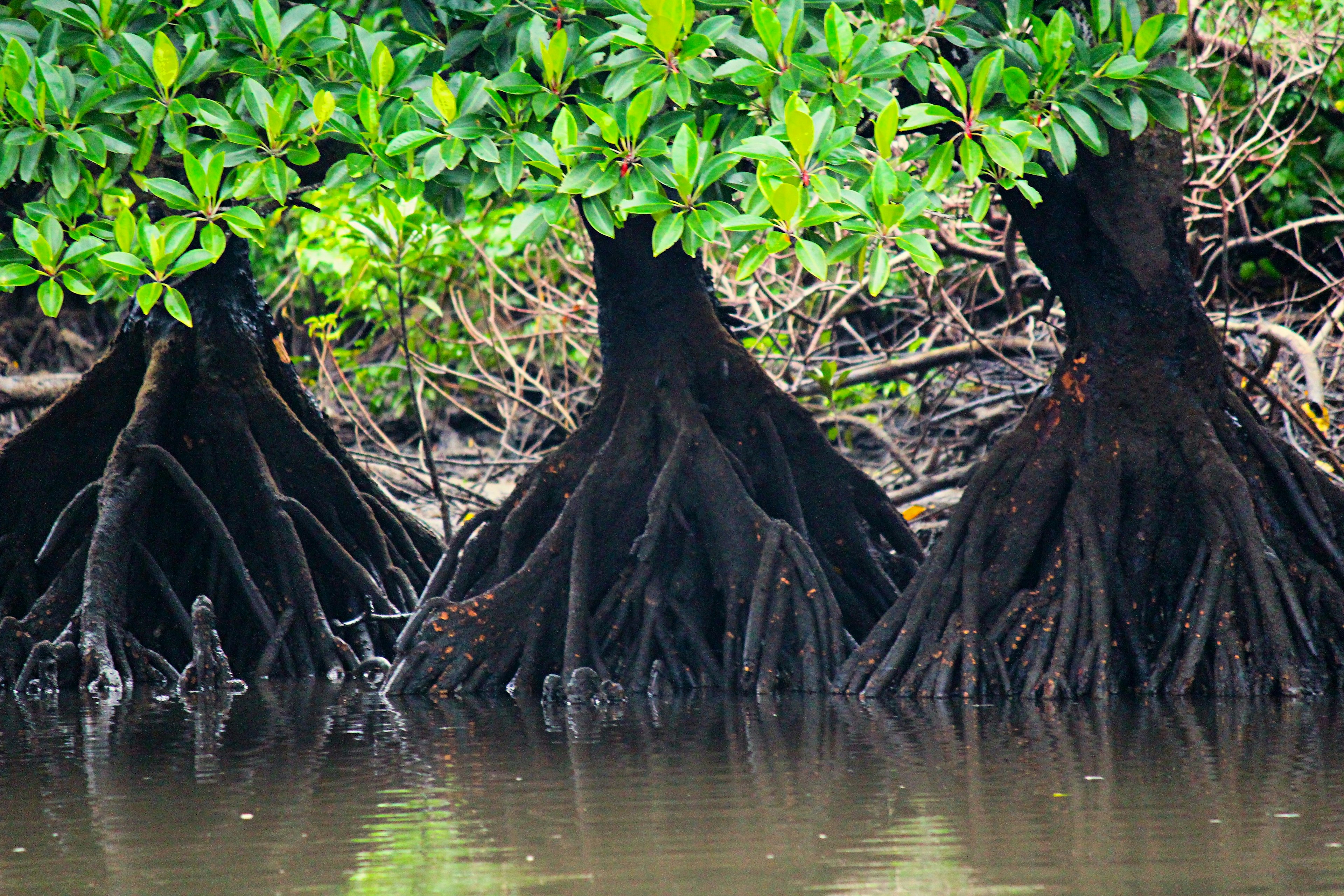 Alberi di mangrovia con radici esposte lungo il bordo dell'acqua