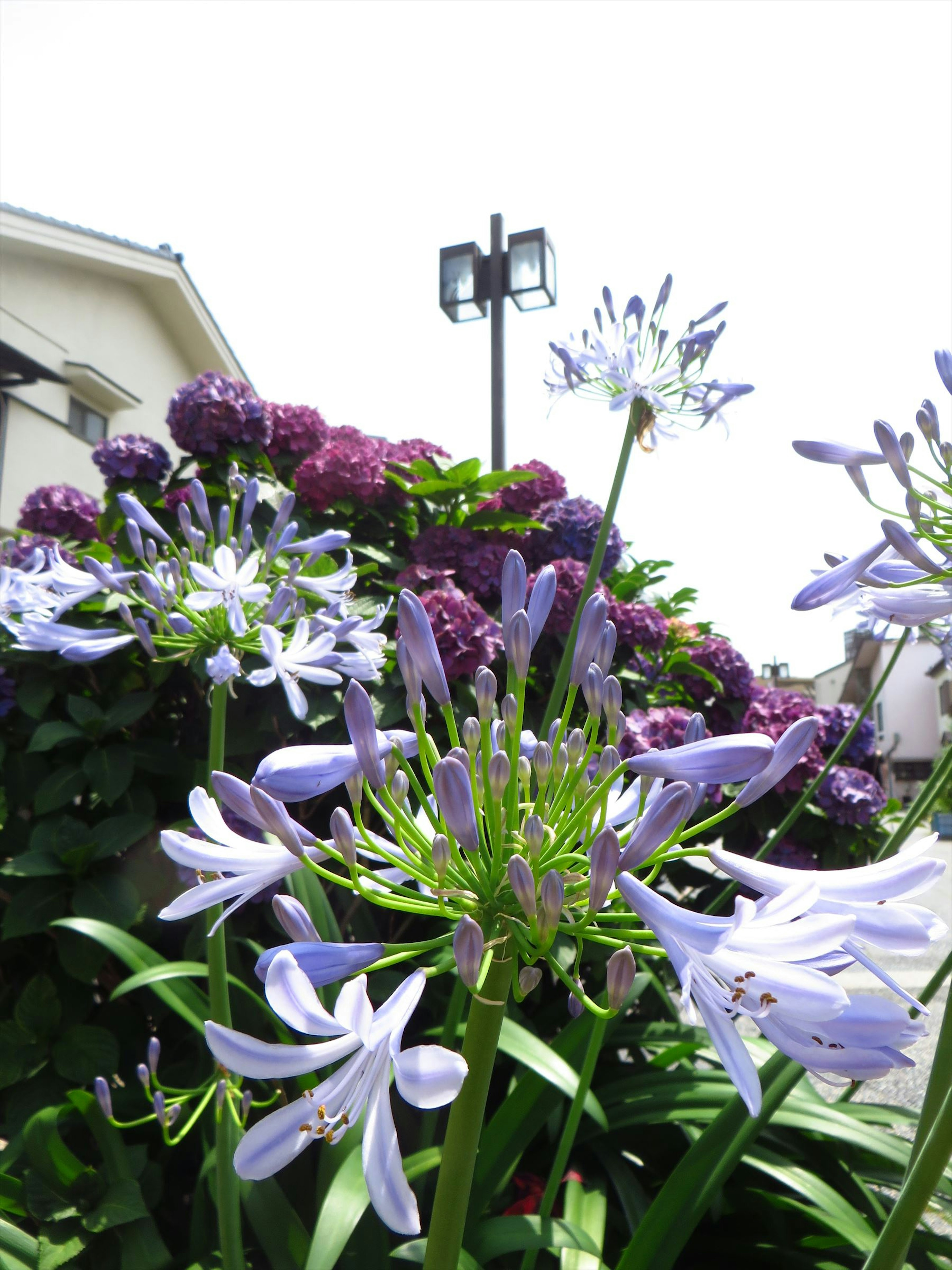 Agapanthusblüten mit grünem Laub und lila Blumen vor einem hellen Hintergrund