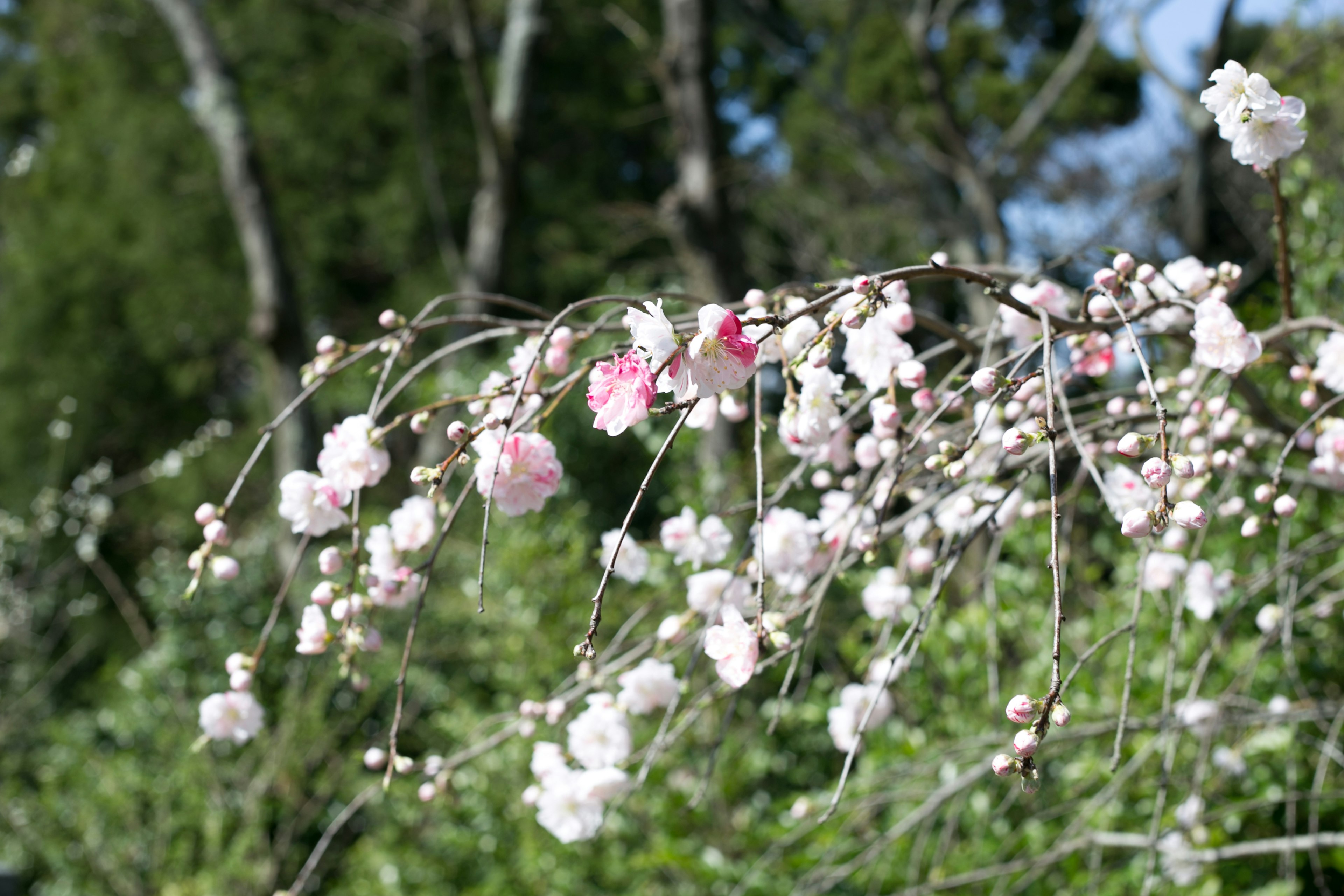 桜の花が咲いている枝の近接写真