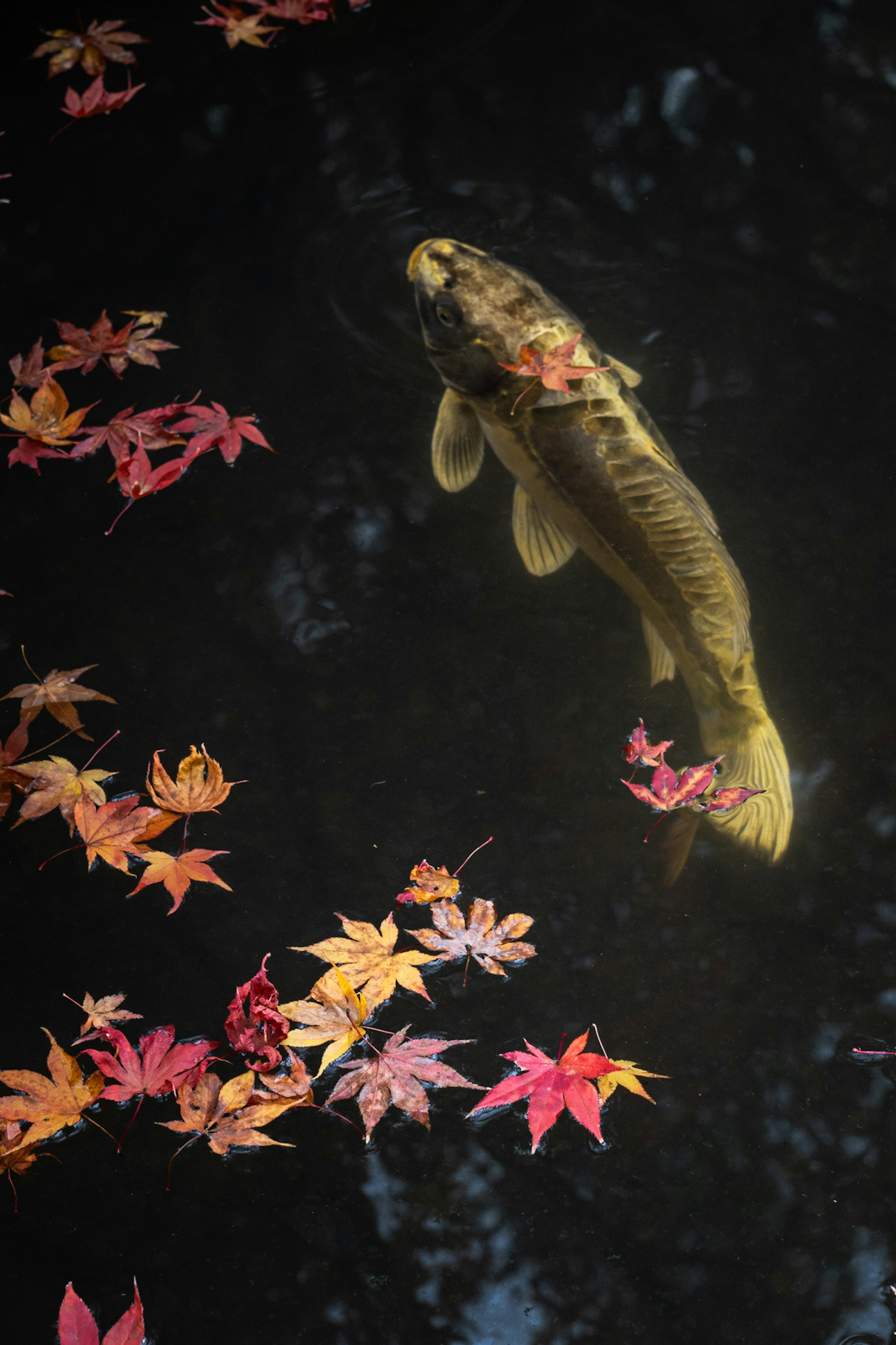 Pesce koi che nuota sotto la superficie con foglie autunnali colorate