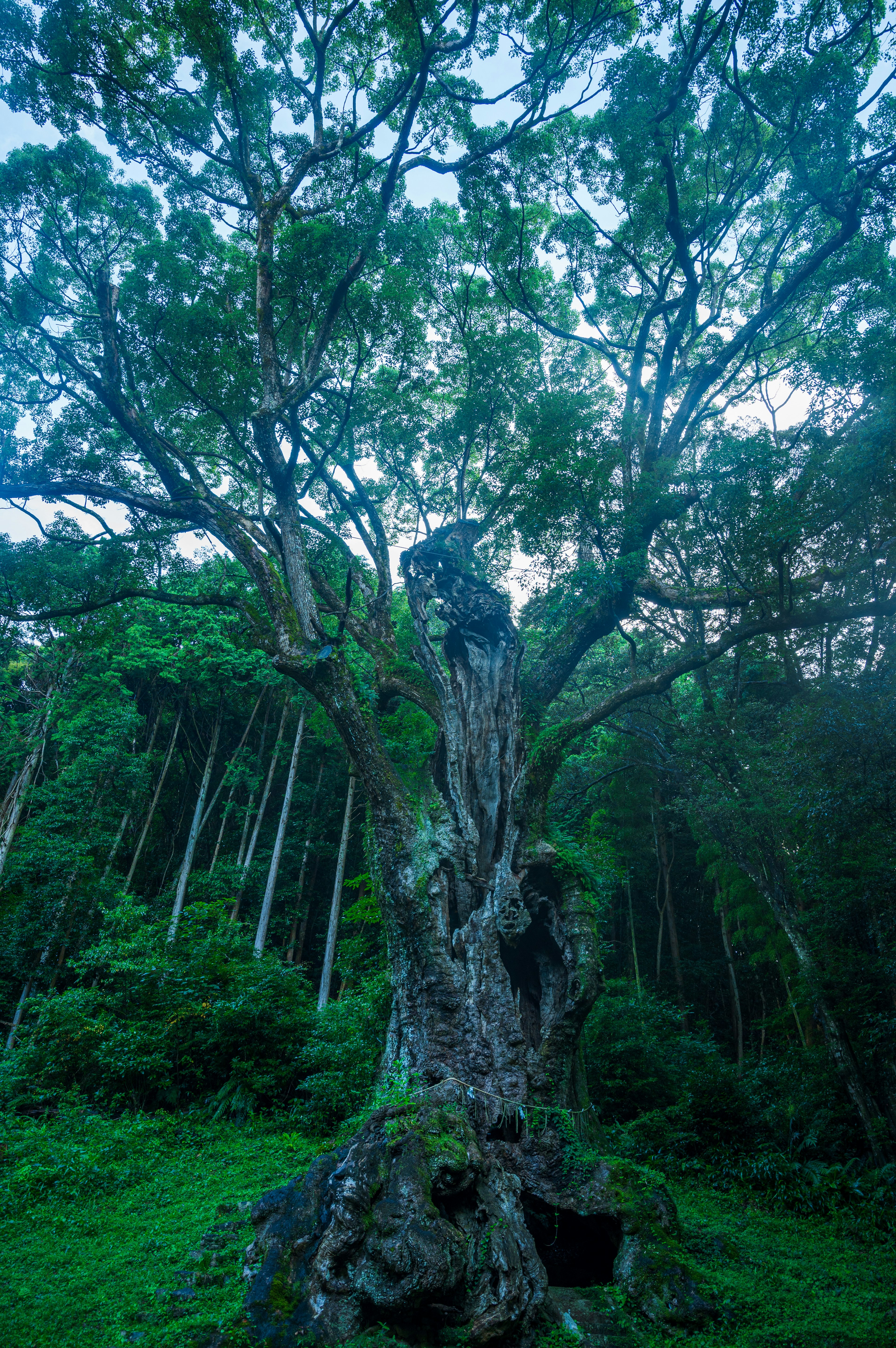 Un grande albero antico si erge sotto un cielo blu in una foresta lussureggiante