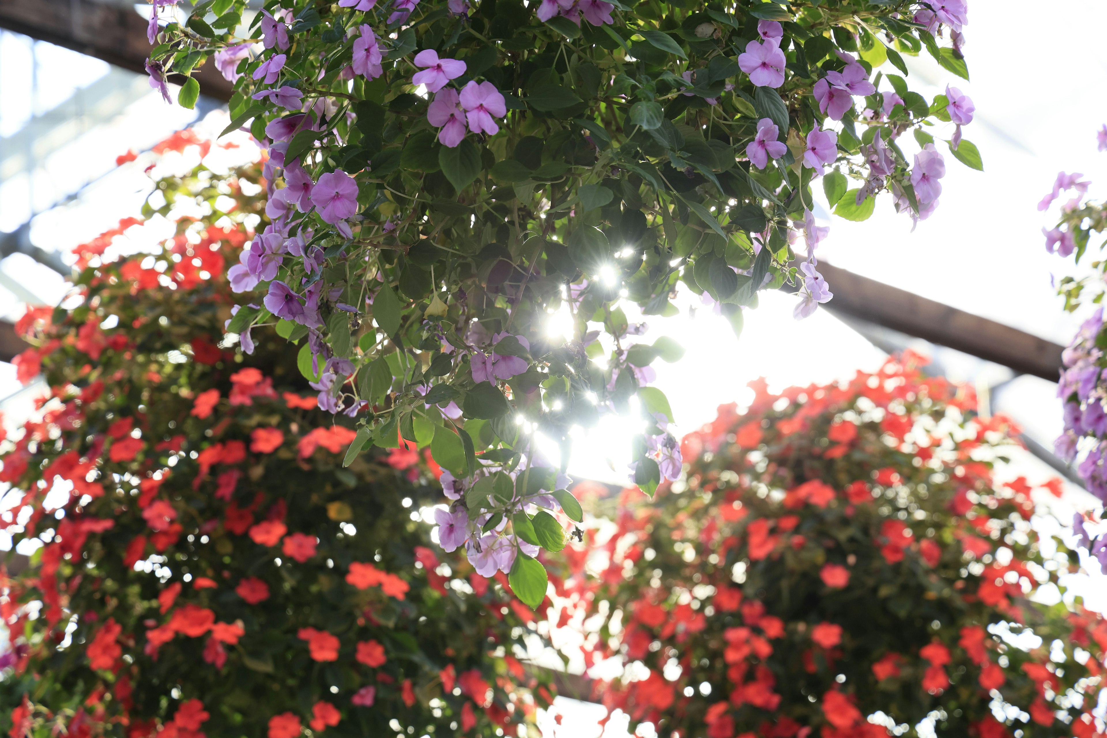 Hängende lila und rote Blumen in einem Gewächshaus mit durchscheinendem Sonnenlicht