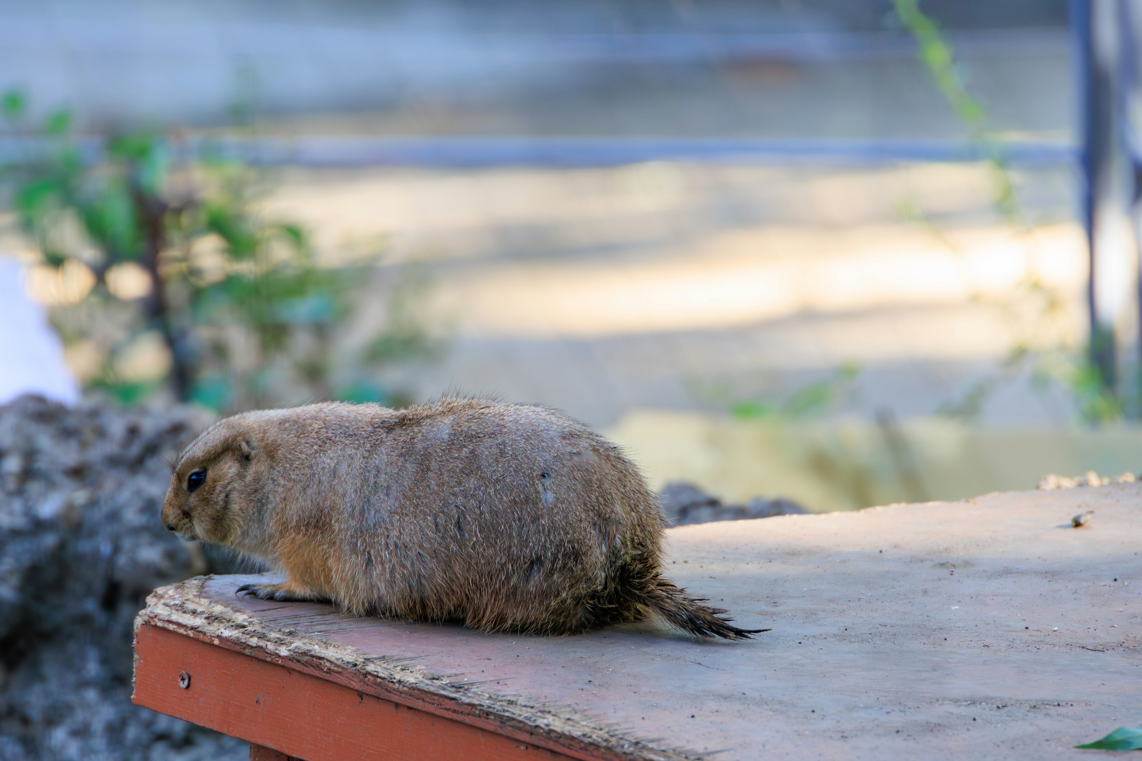 A small animal resting on a platform outdoors