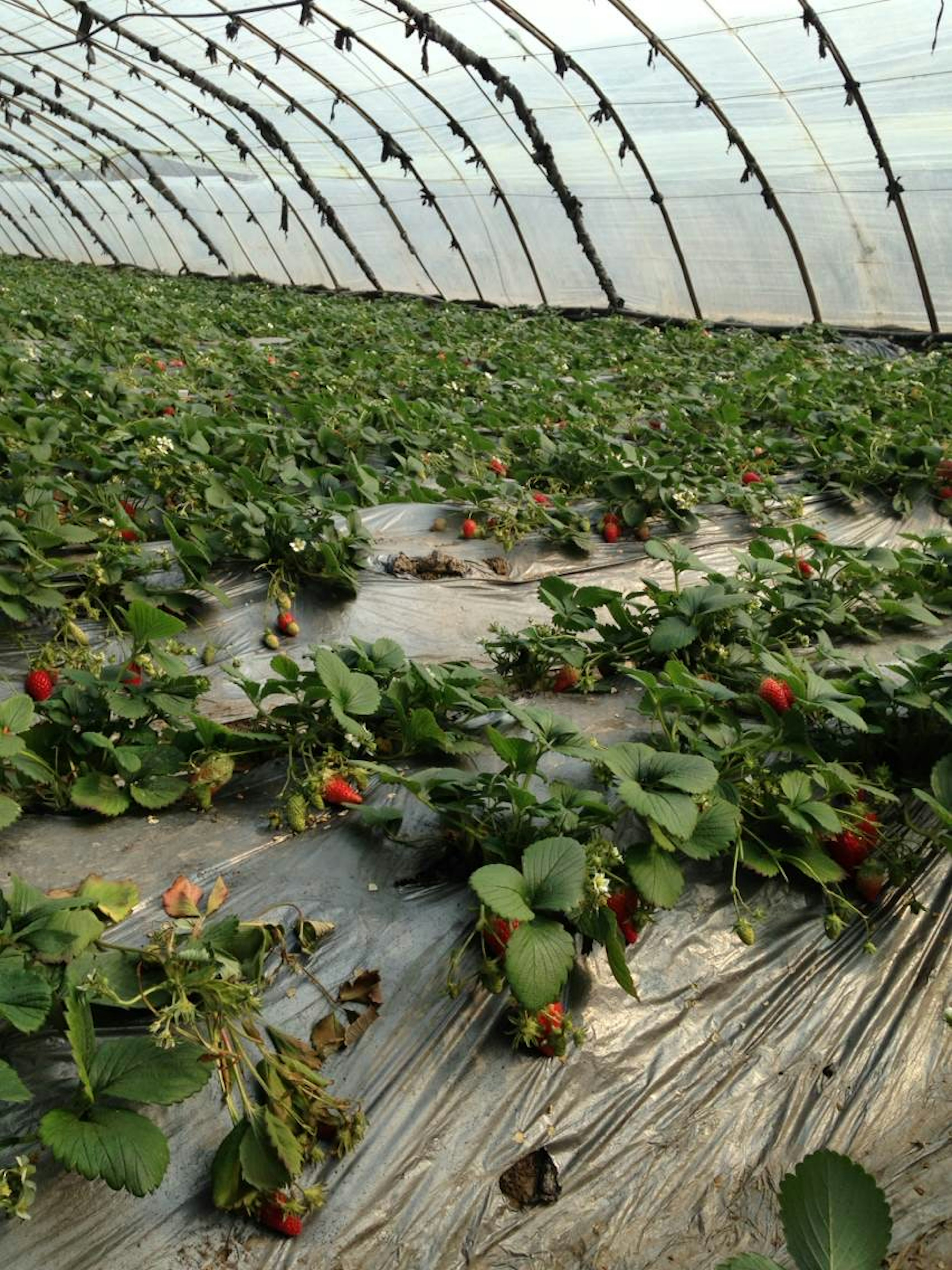 Campo di fragole in serra con fragole rosse mature