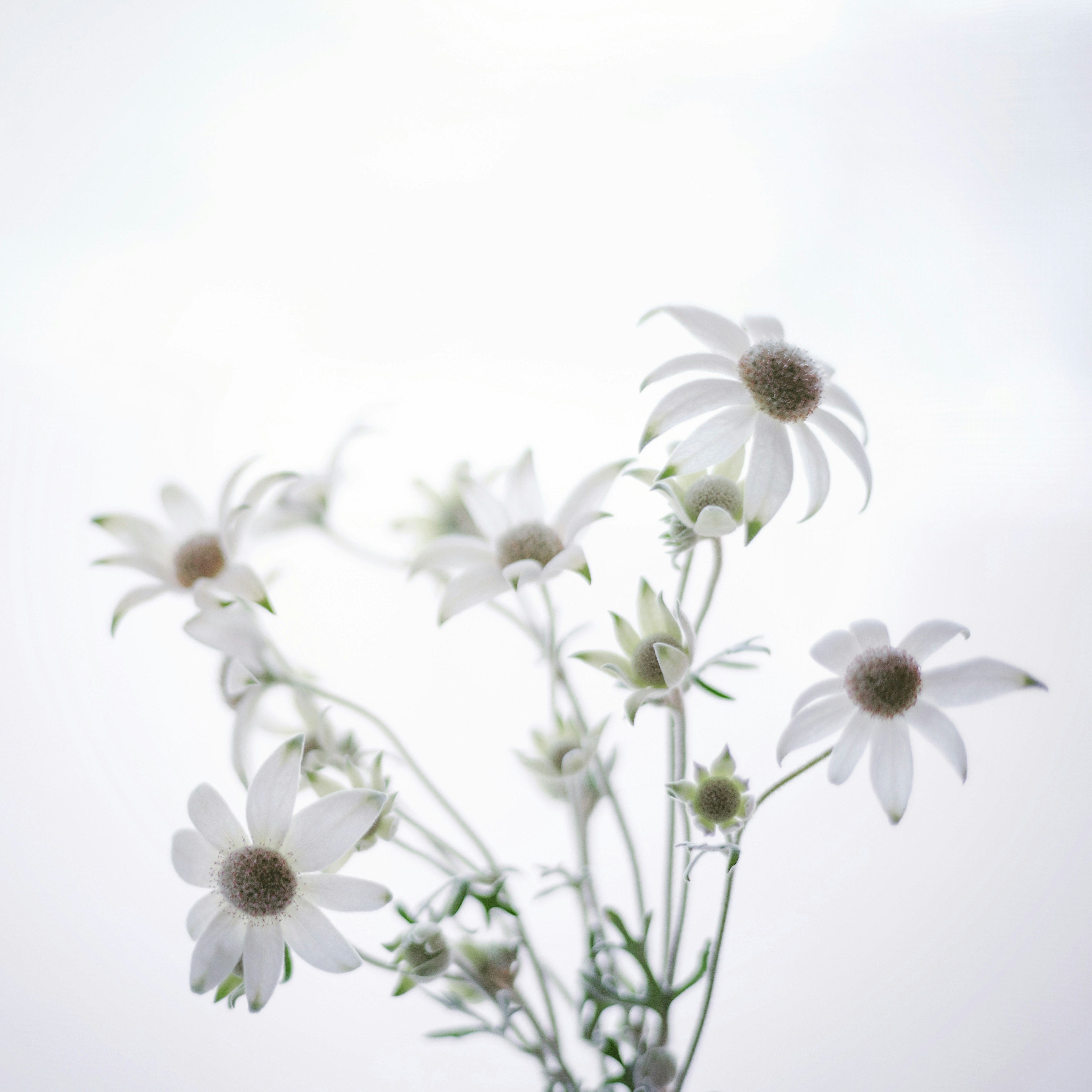 Delicate white flowers with soft petals against a light background