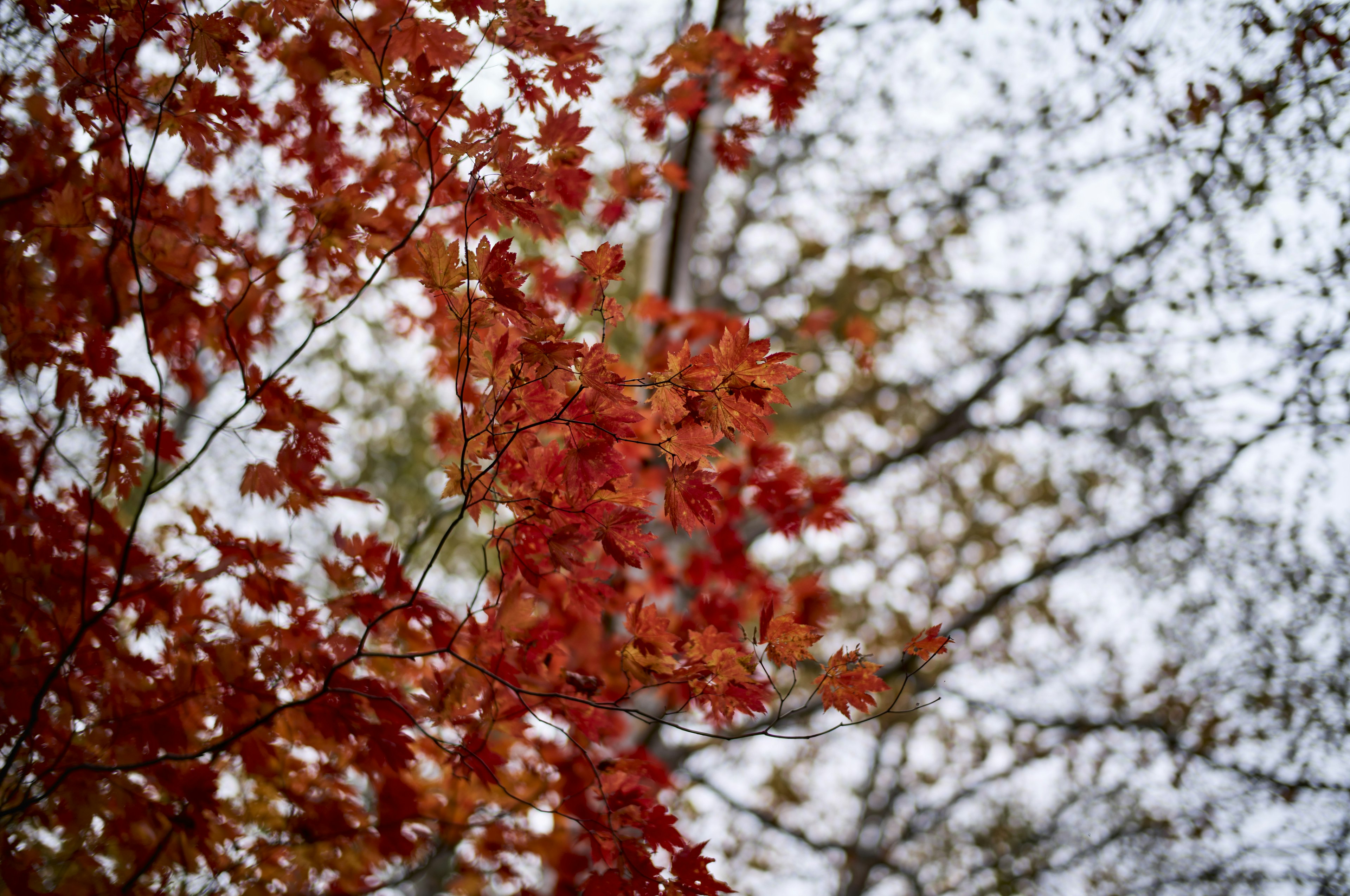 Lebendige rote Blätter an Herbstbäumen mit verschwommenem Hintergrund