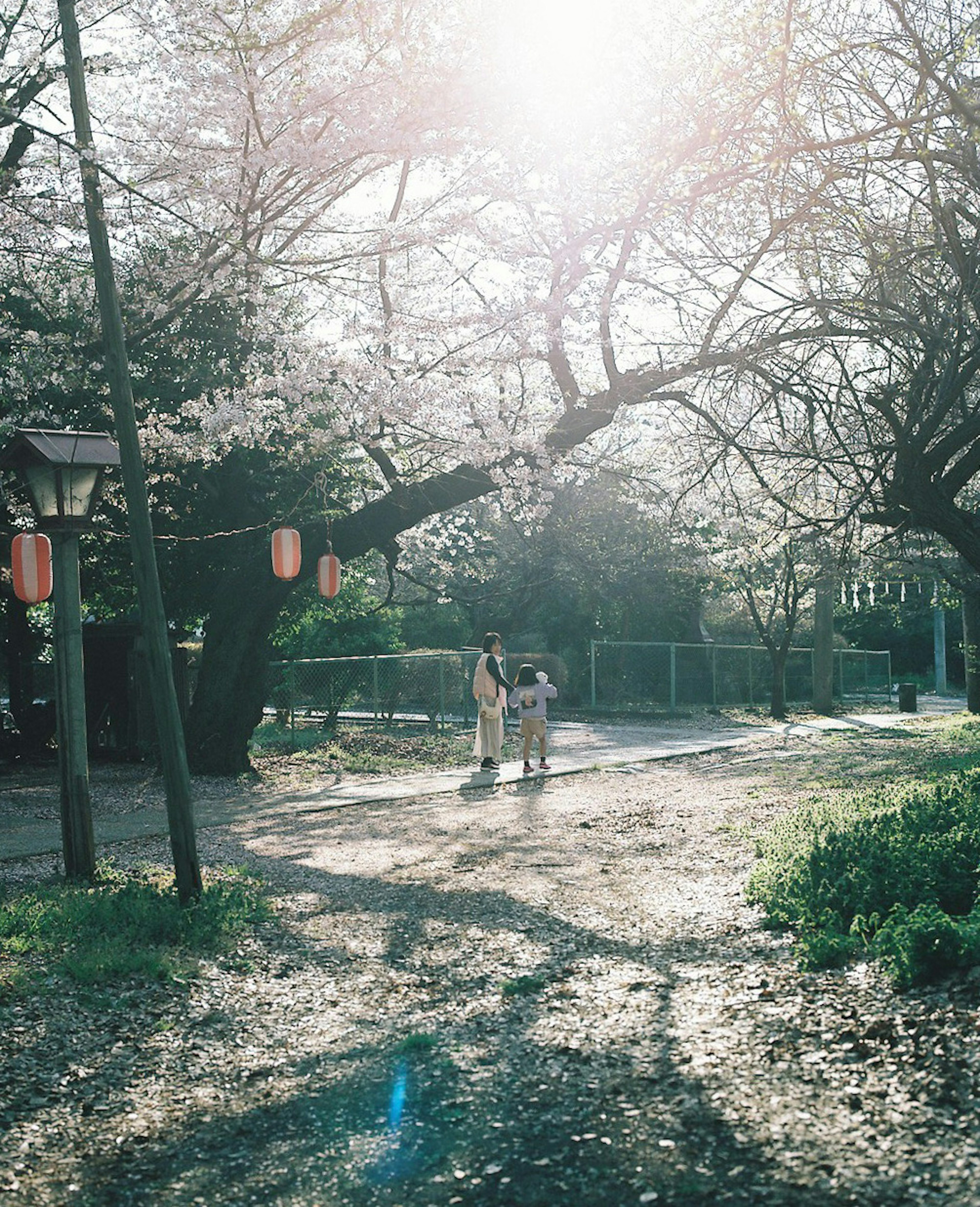 Two women walking under cherry blossom trees with bright sunlight