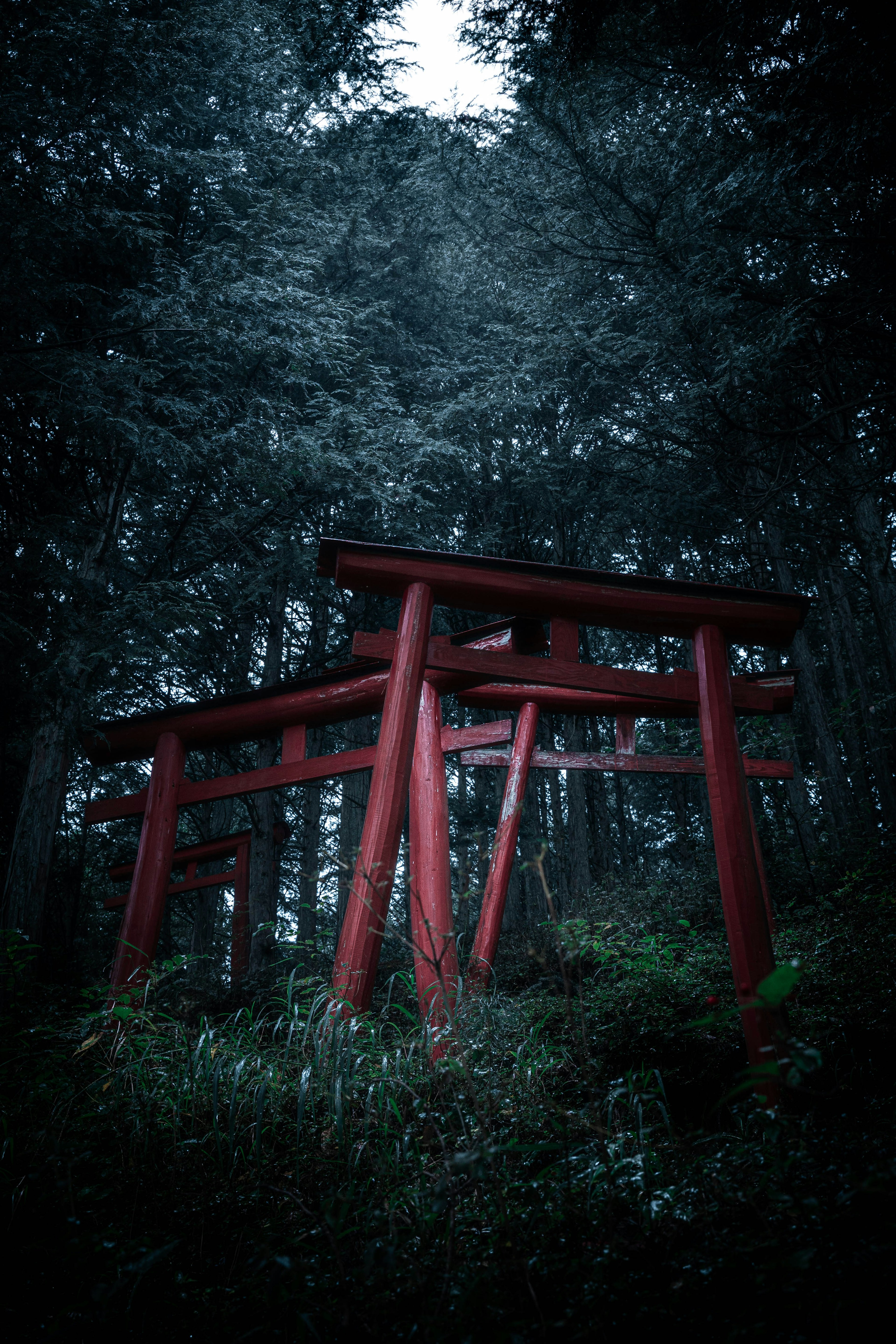 Rote Torii-Struktur steht in einem dunklen Wald