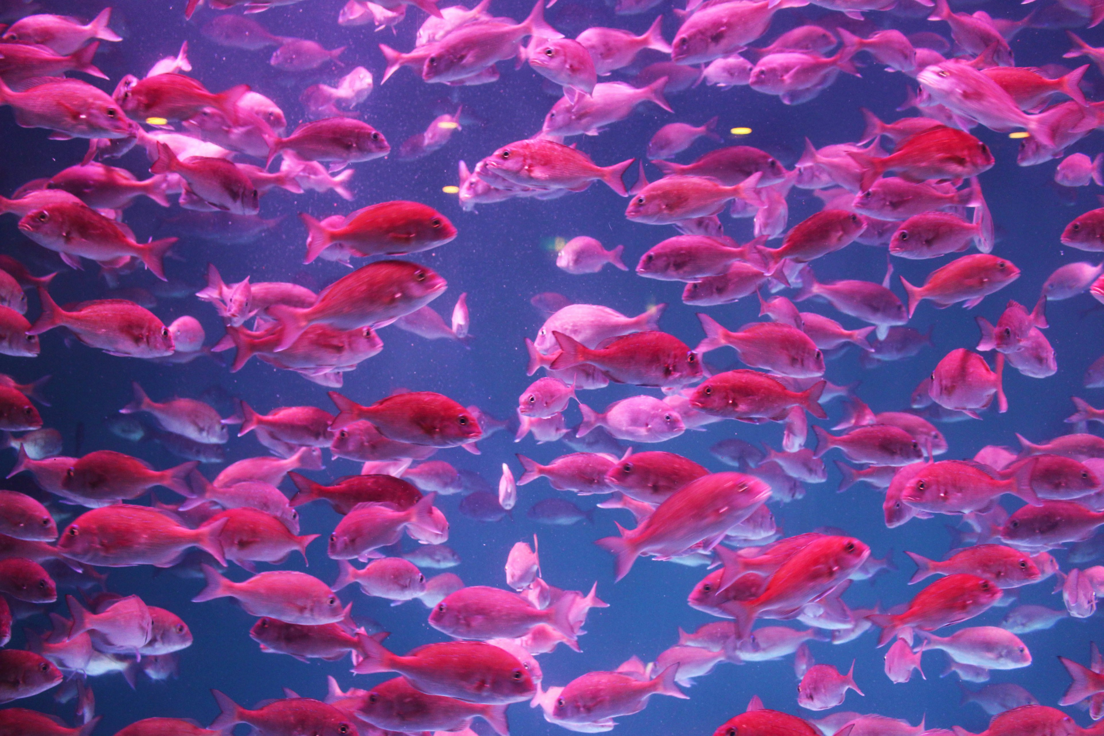 A school of vibrant pink fish swimming in deep blue water