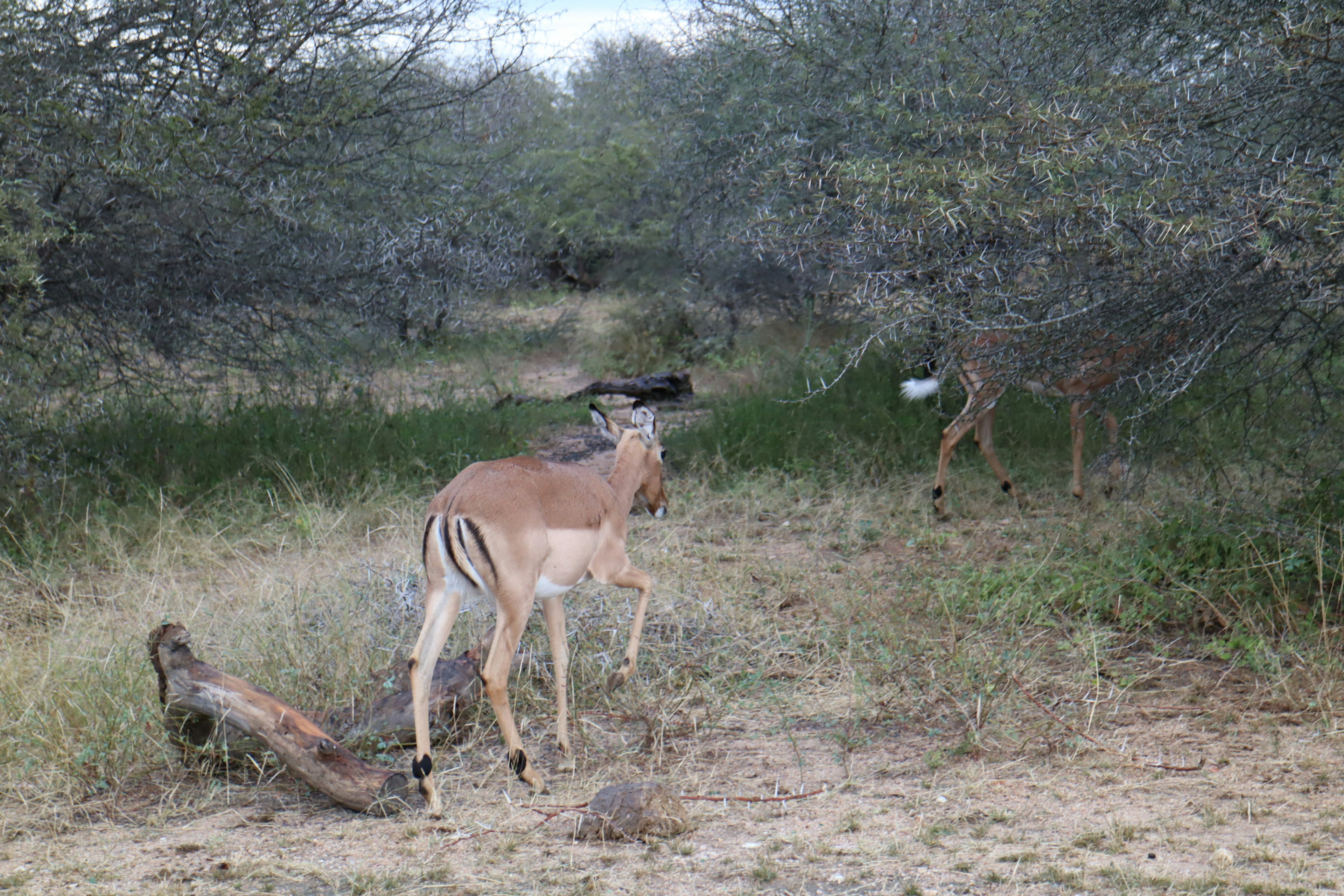 A herd of impalas walking through a grassy area surrounded by trees