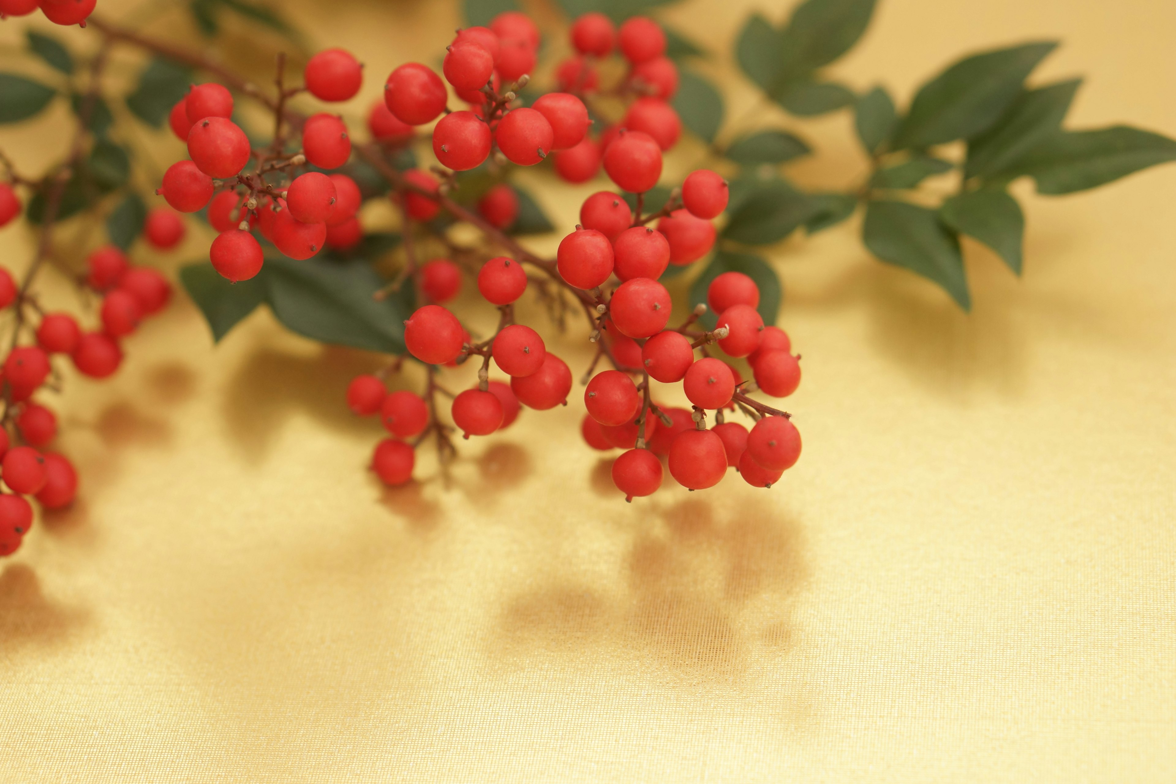 Zweig mit roten Beeren vor goldenem Hintergrund